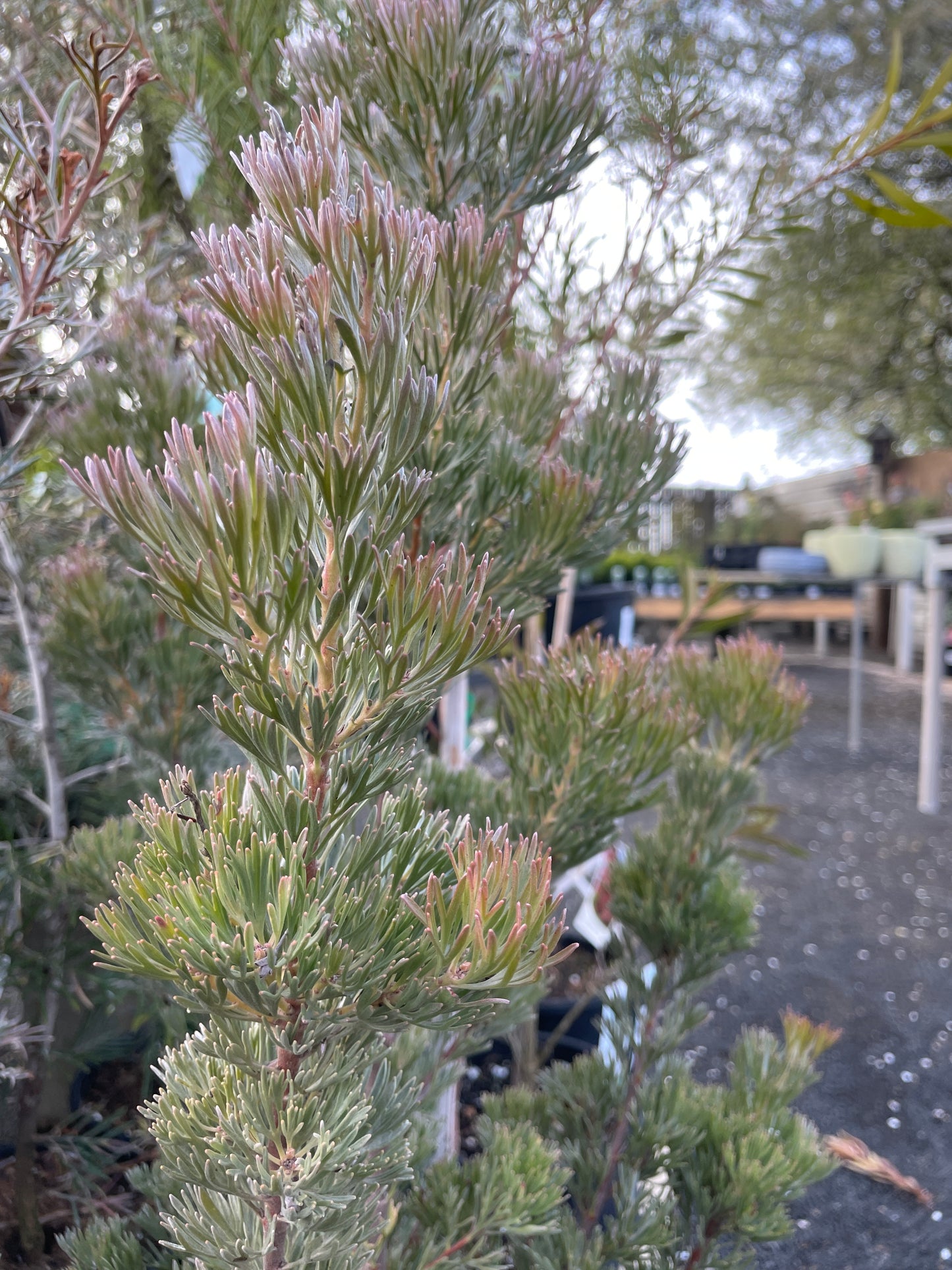 Adenanthos cunninghamii 'Lighthouse' - Woolly Bush