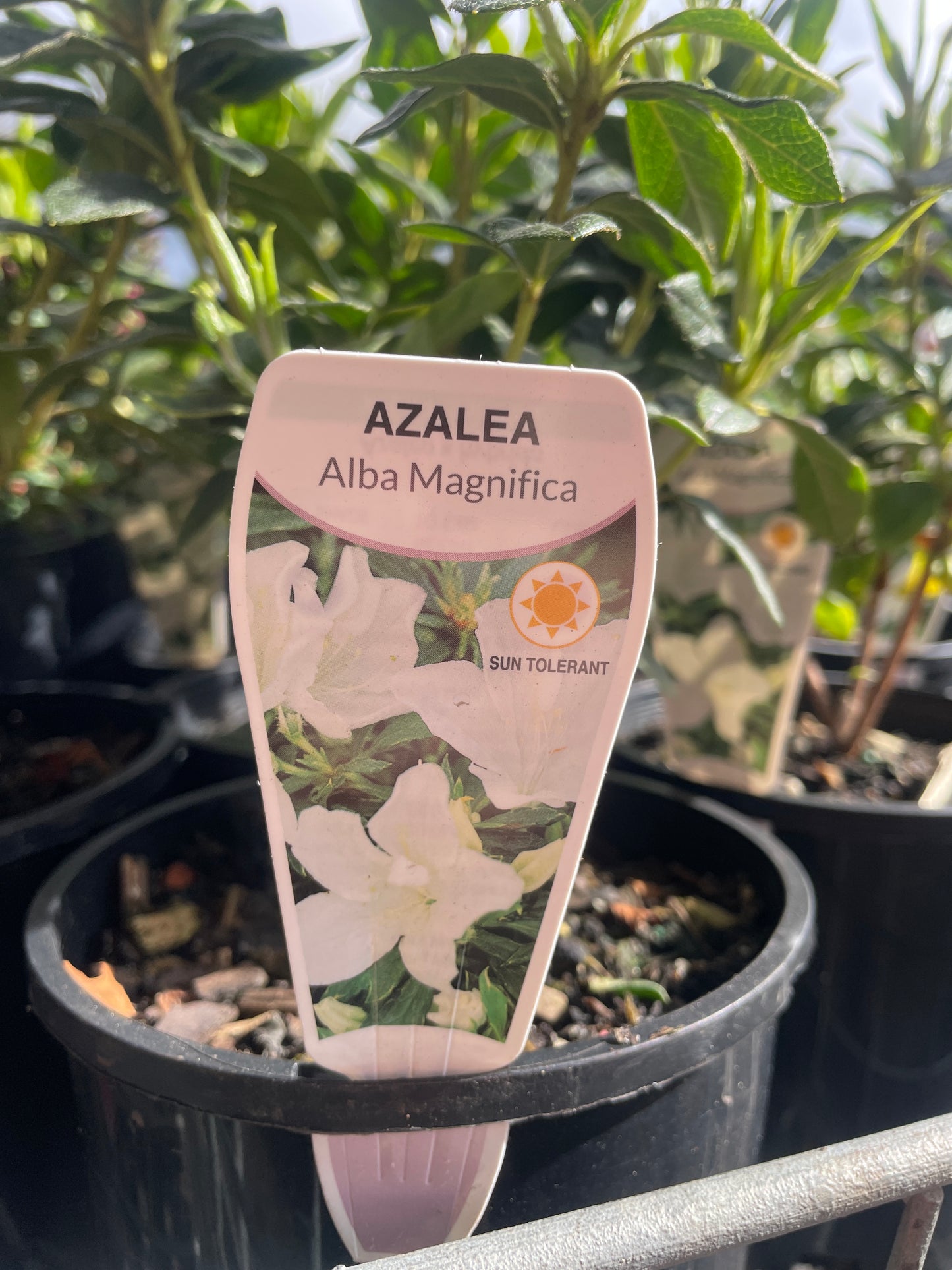Azalea magnifica 'Alba'