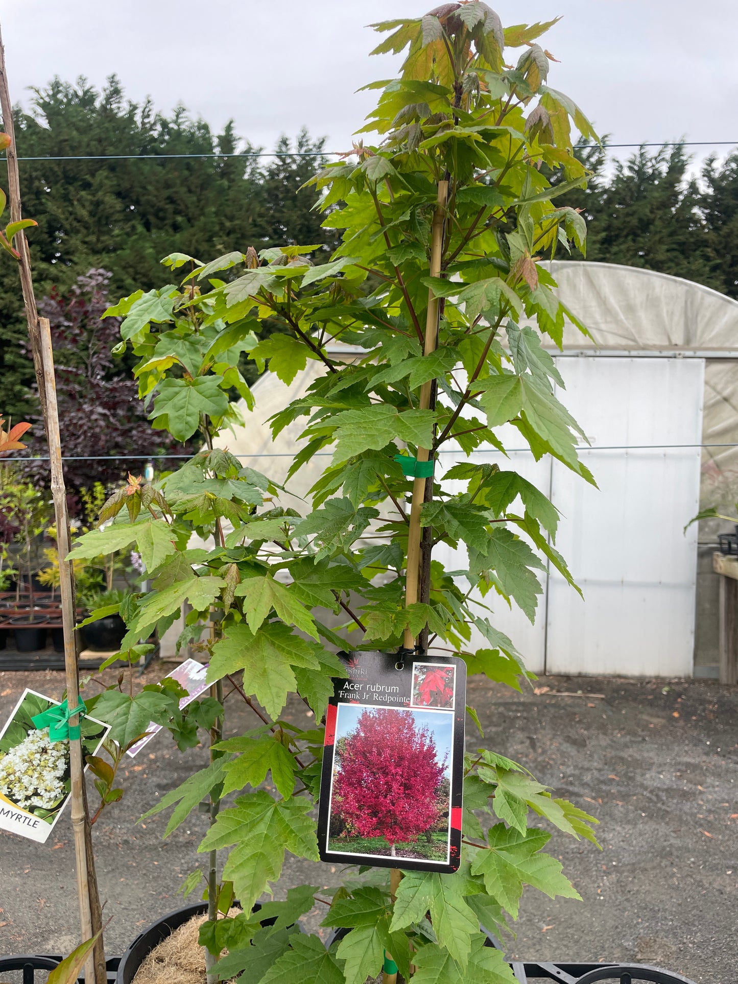 Acer rubrum 'Frank Jr.' Redpointe® 200mm