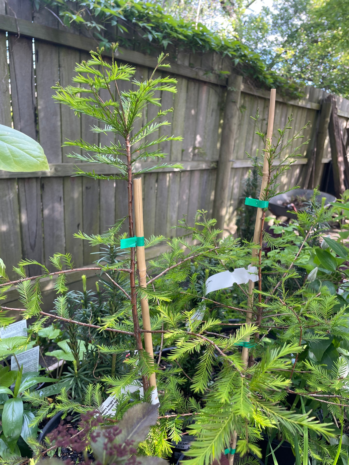 Taxodium distichum 200mm