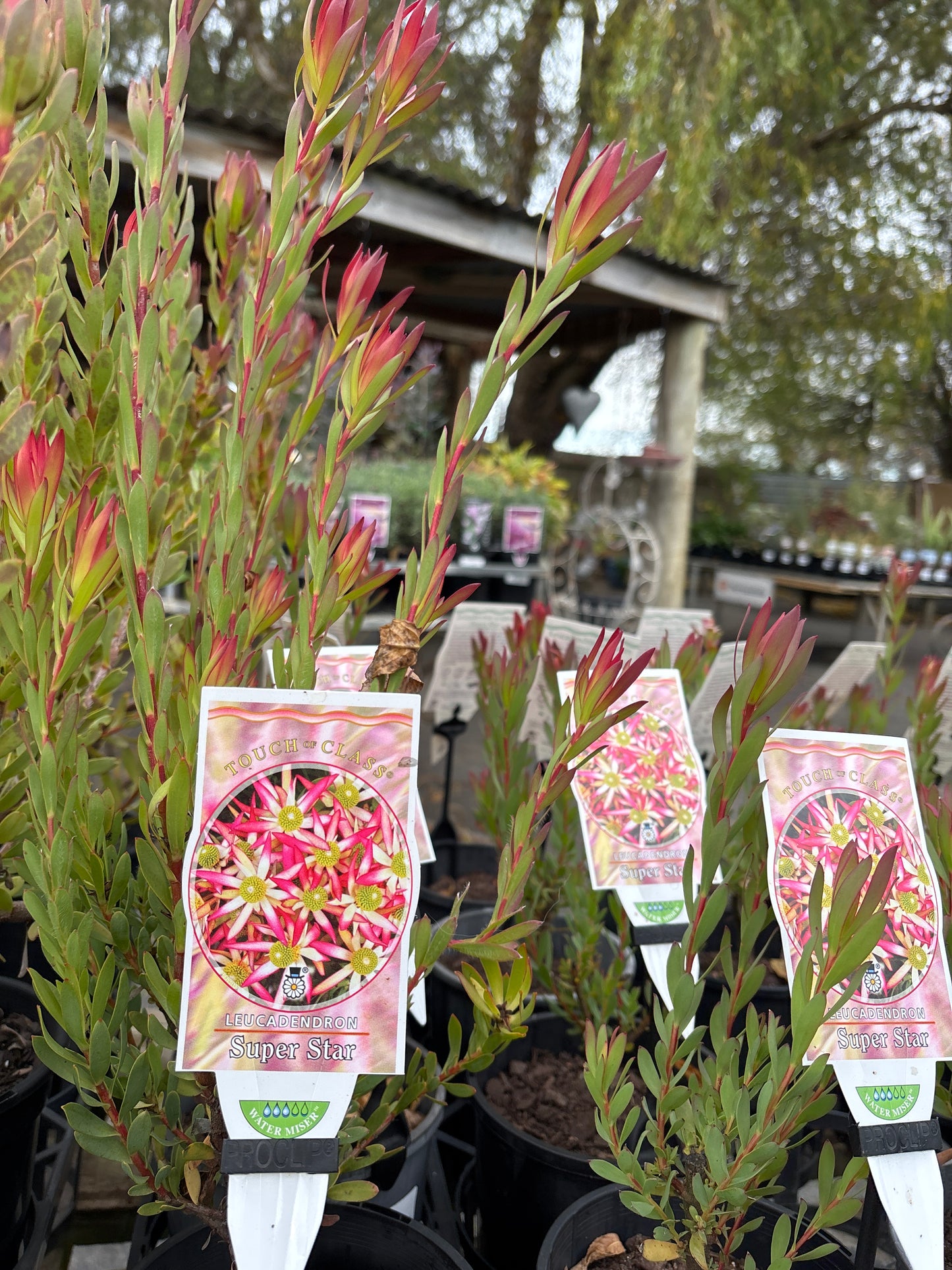 Leucadendron Super Star