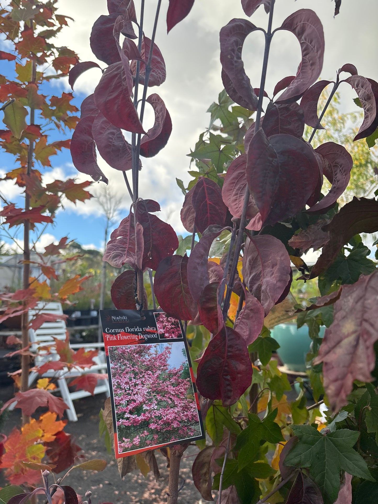 Cornus florida - Pink Flowering Dogwood