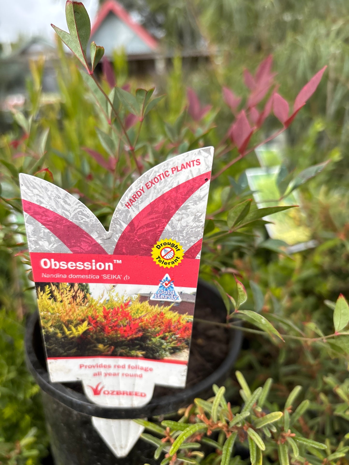 Nandina domestica 'Obsession' - Heavenly Bamboo