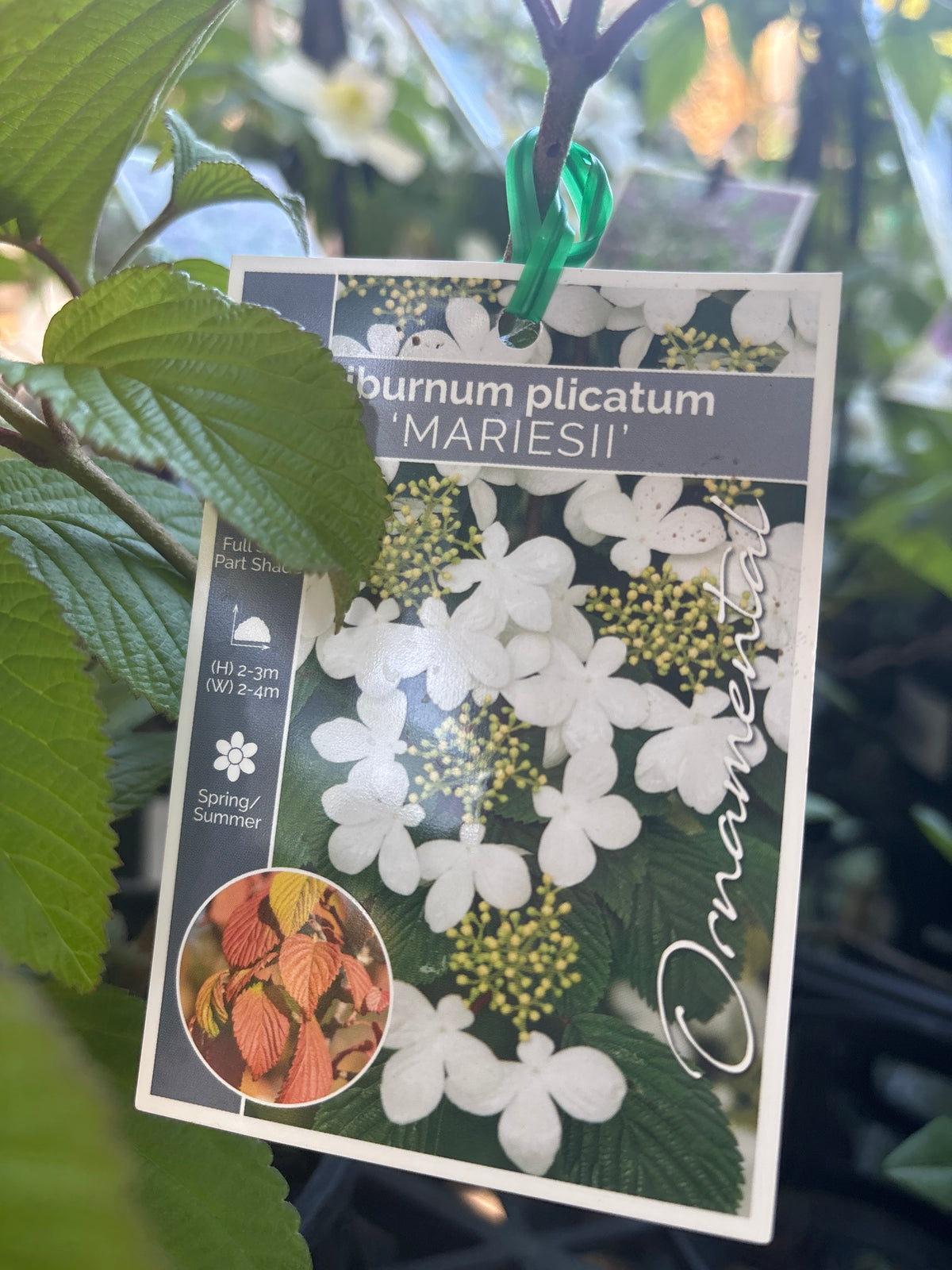 Viburnum plicatum f. tomentosum ‘Mariesii’ | Doublefile Viburnum