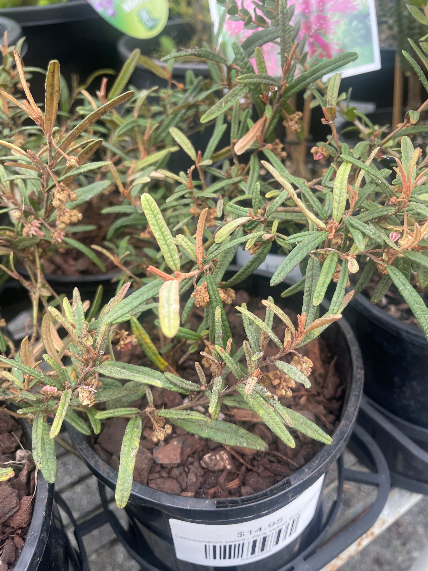 Lasiopetalum behrii - Pink Velvet Bush