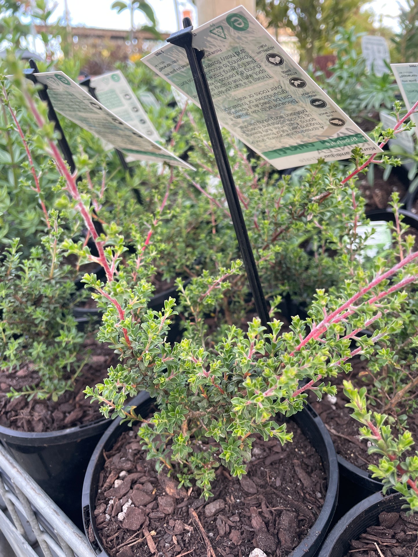 Kunzea 'Badja Carpet'