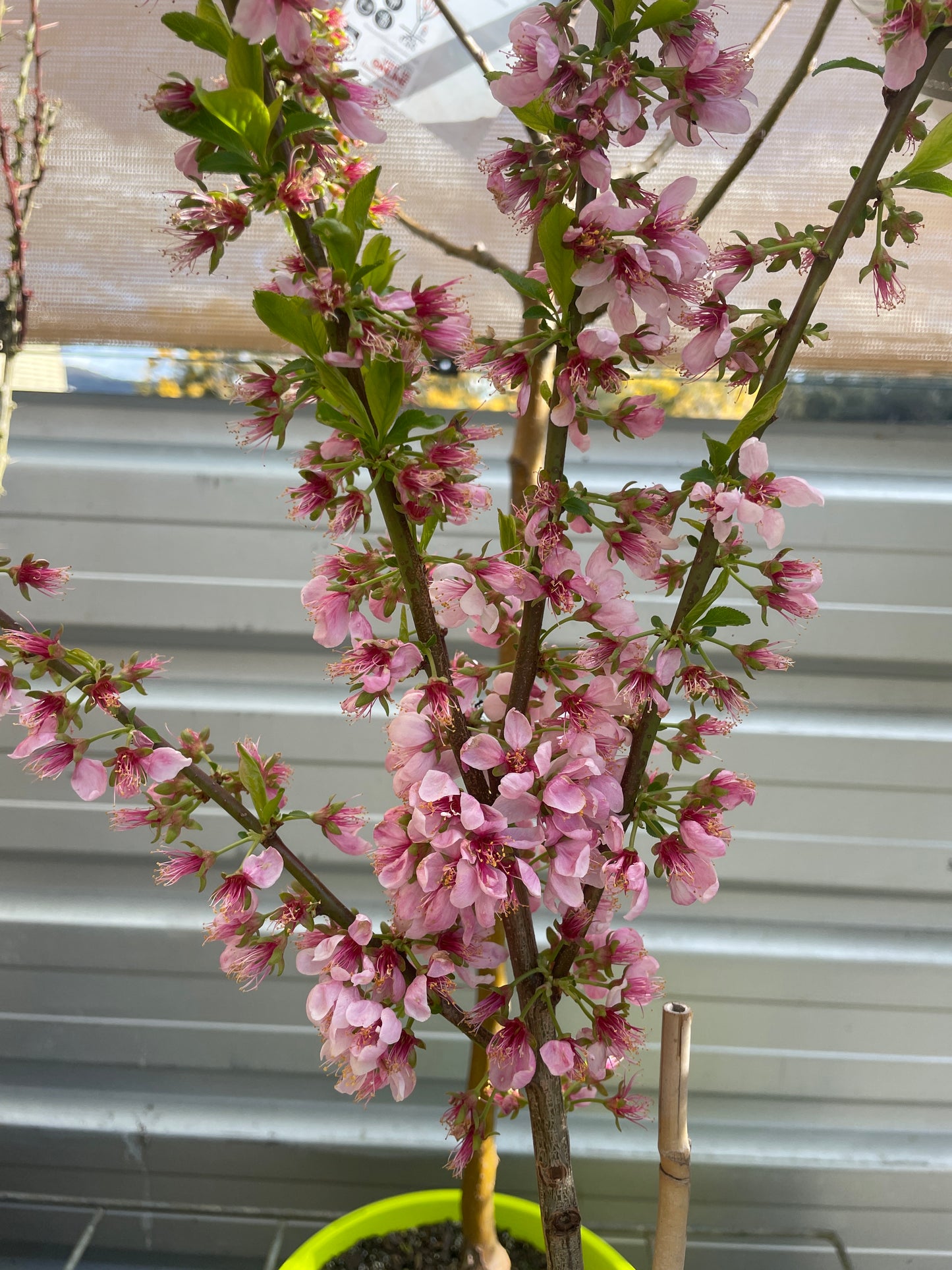 Prunus 'Elvins'