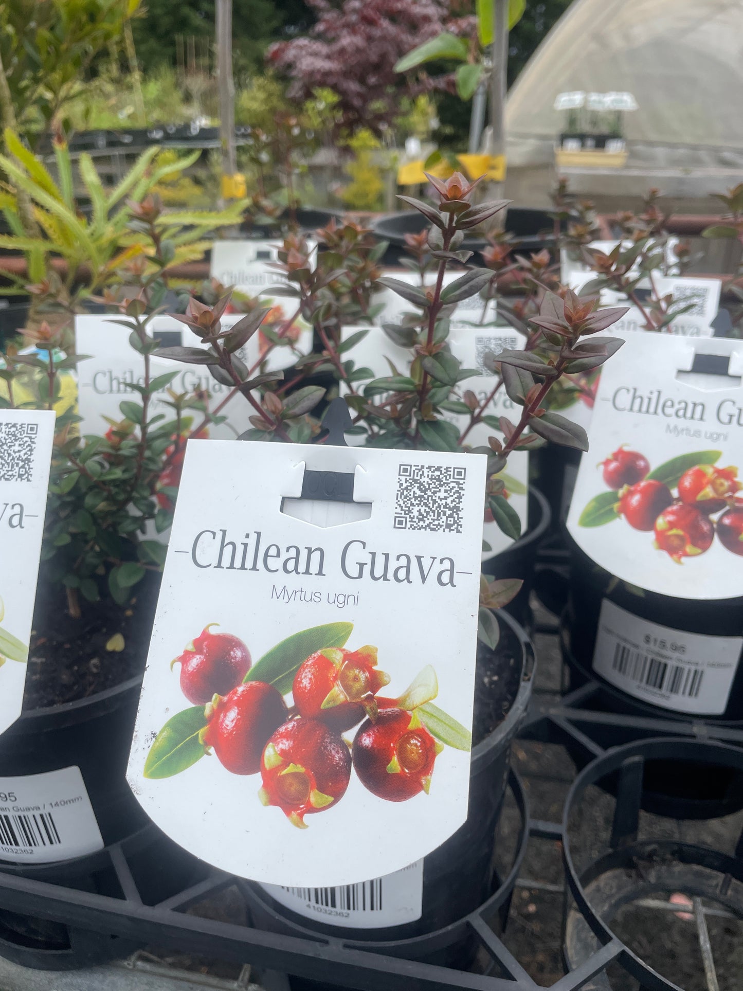 Ugni molinae - Chilean Guava