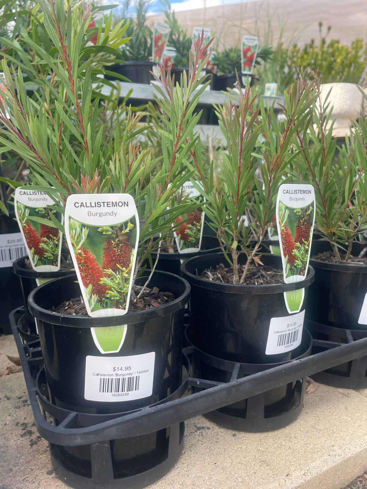 Callistemon 'Burgundy'