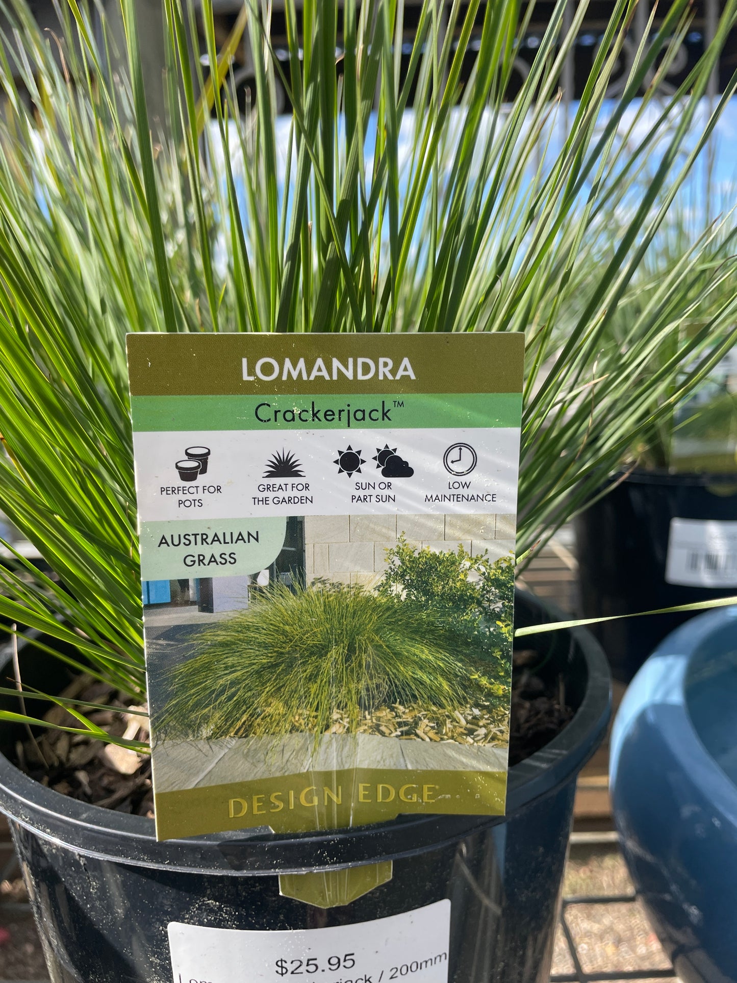 Lomandra Crackerjack