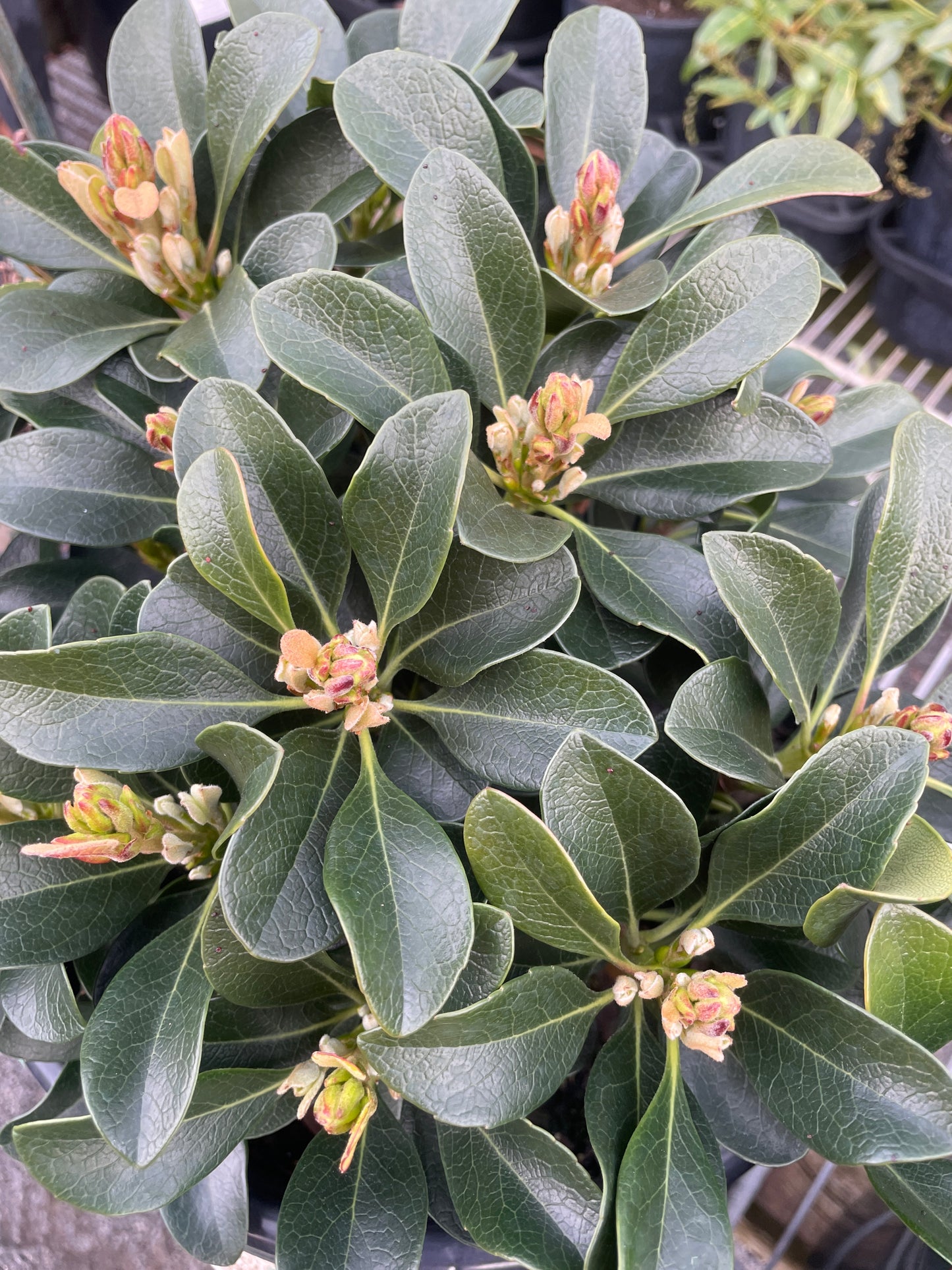 Rhaphiolepis 'Oriental Pearl'