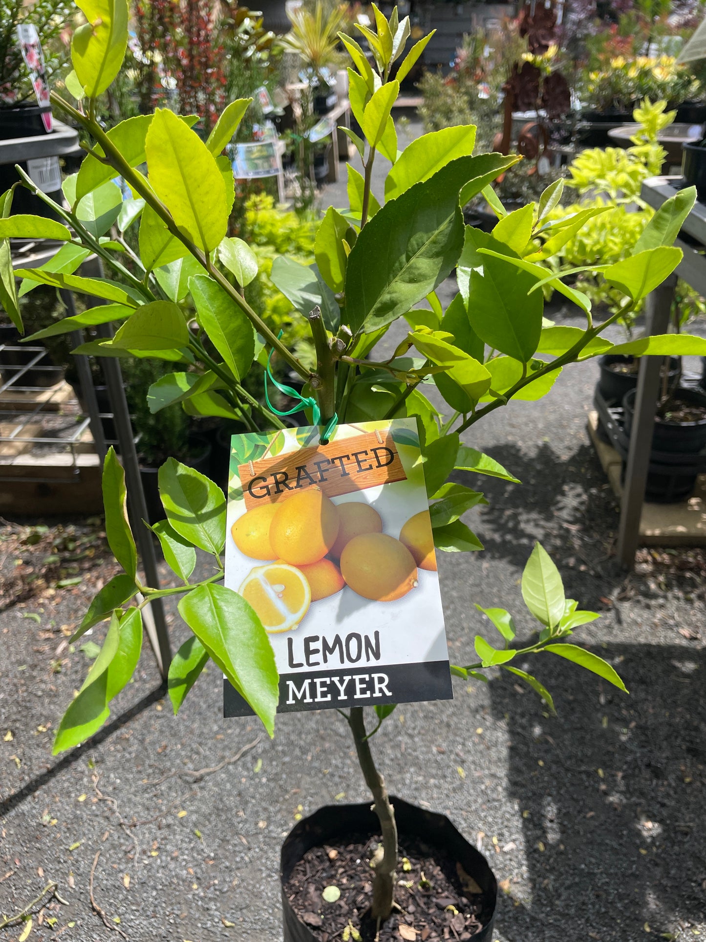 Citrus × meyeri 10 Ltr
