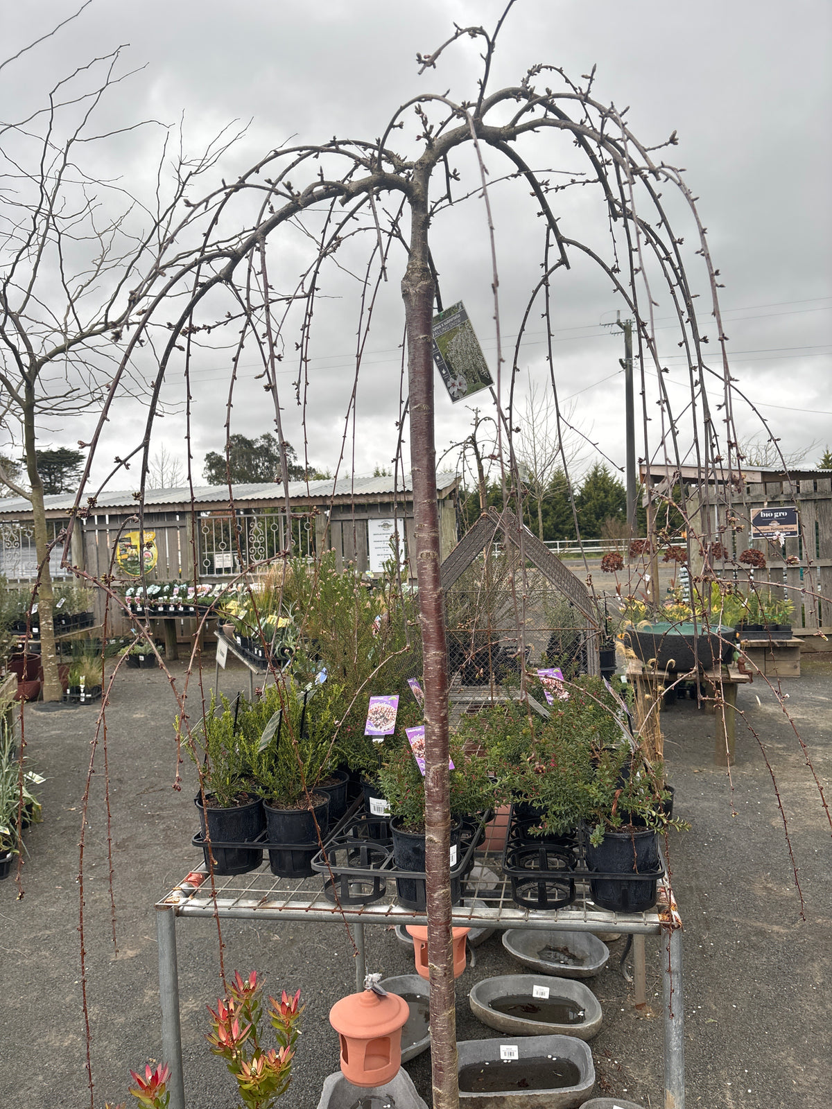 Prunus subhirtella - Falling Snow - White Weeping Cherry