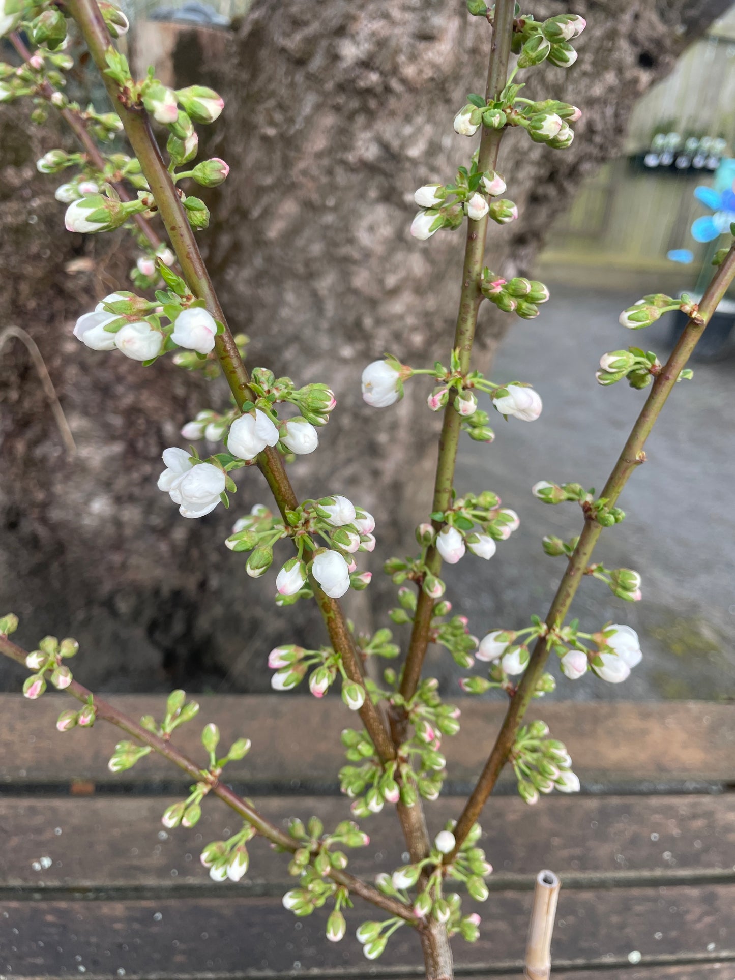 Prunus 'Elvins'