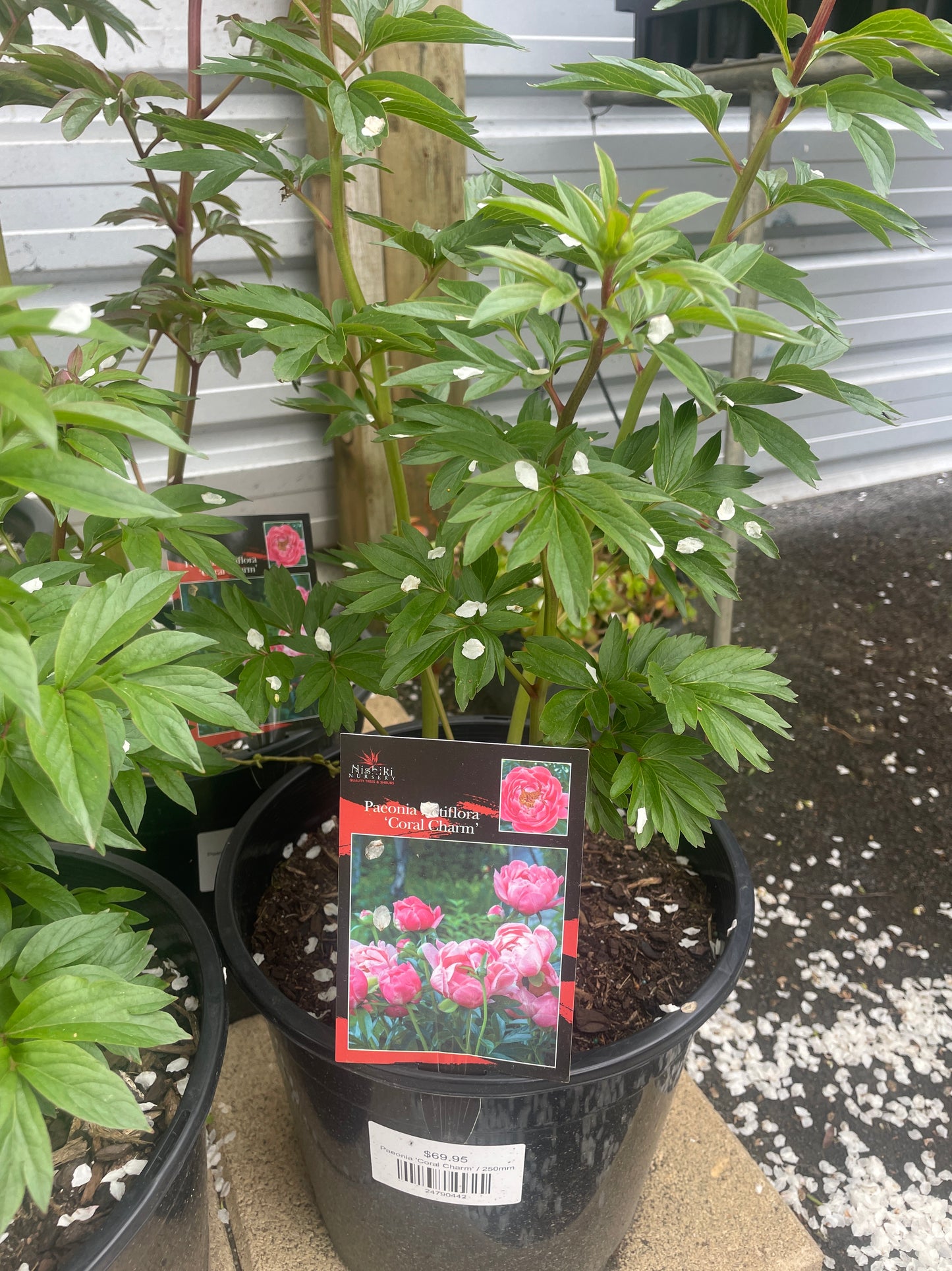 Paeonia 'Coral Charm'