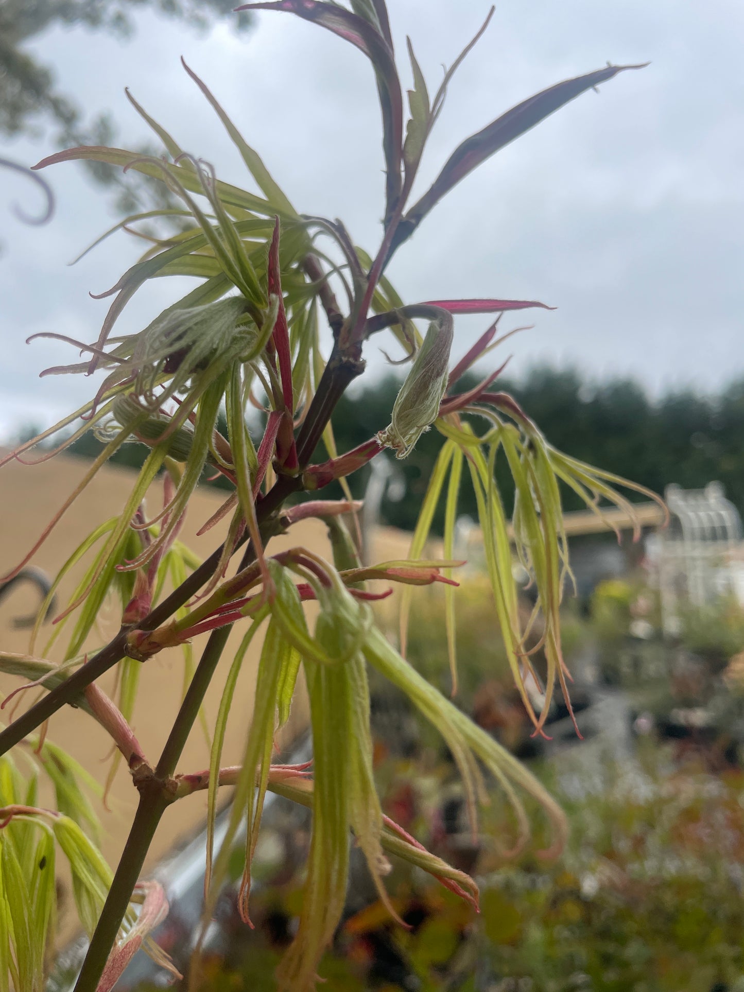 Acer palmatum 'Koto-ito-komachi' - Dwarf Threadleaf Japanese Maple