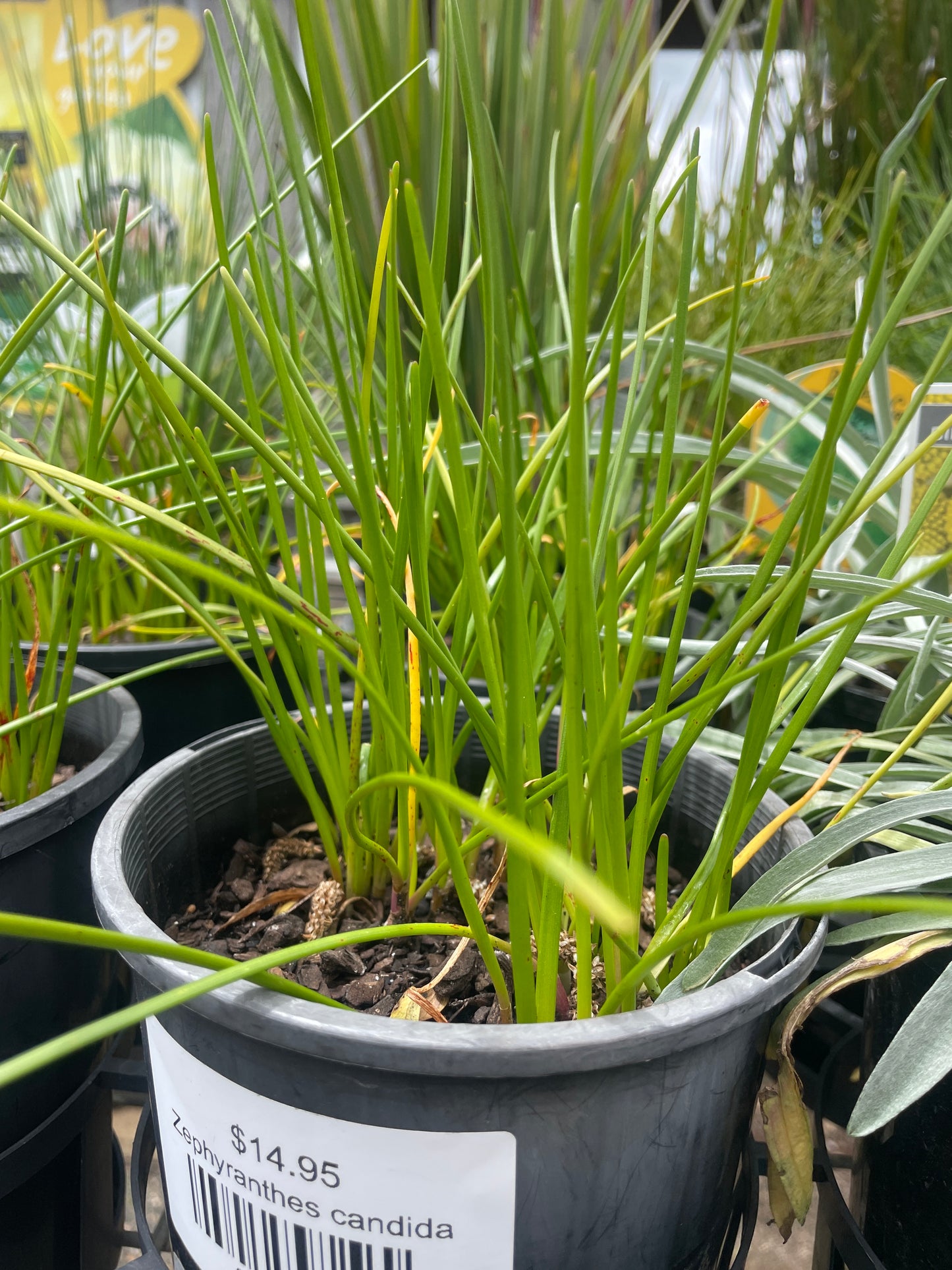 Zephyranthes candida