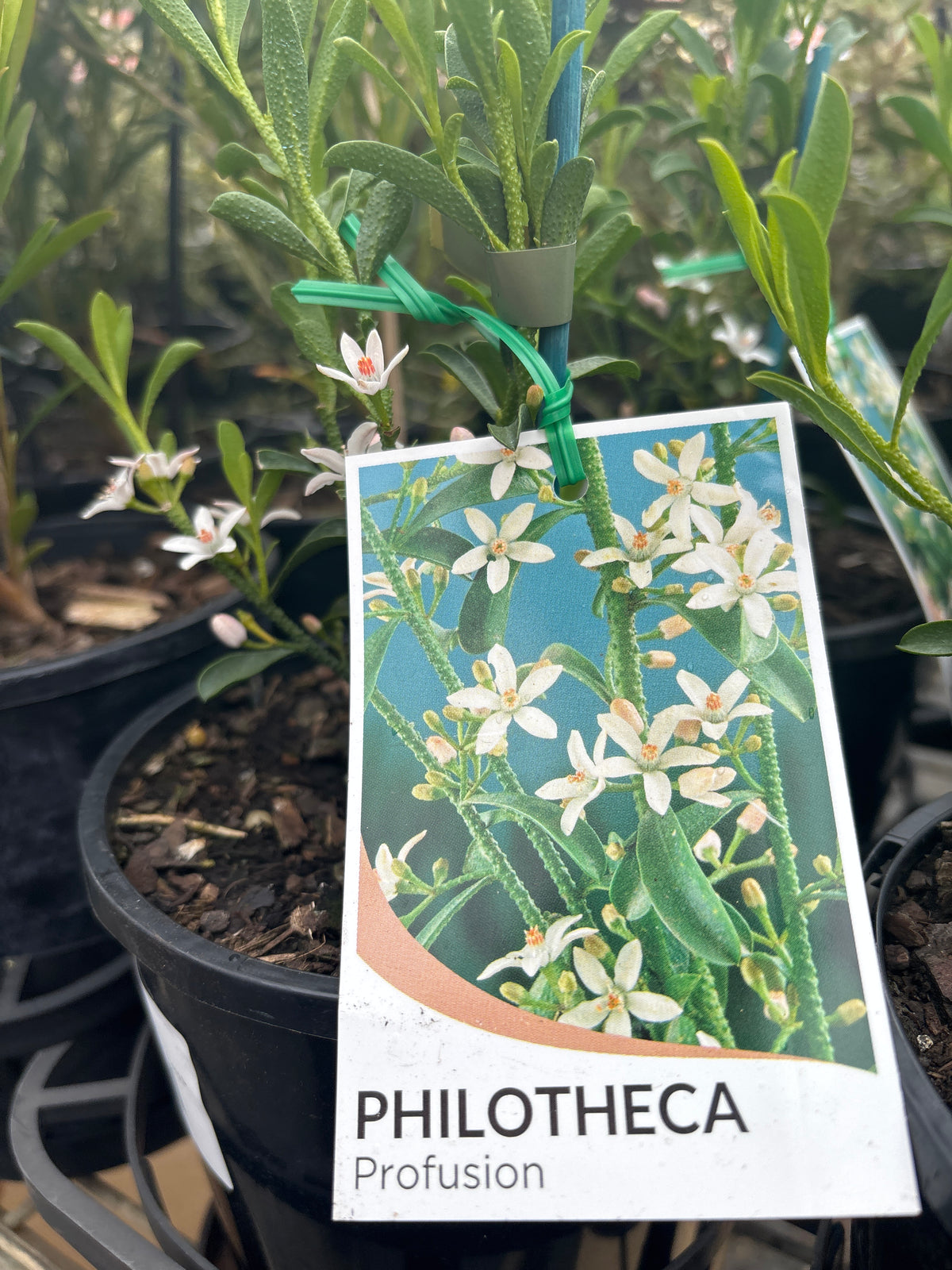 Philotheca myoporoides ‘Profusion’ | Long-leaf Waxflower