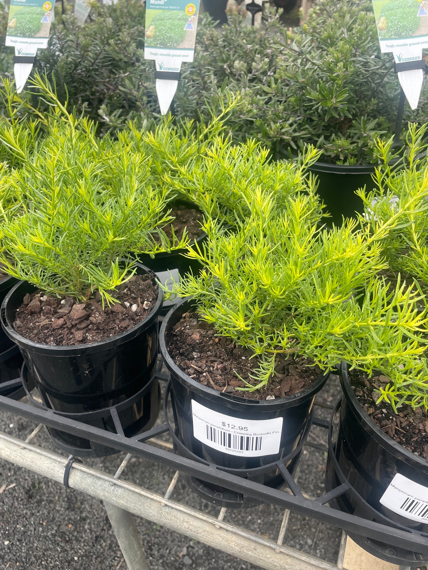 Myoporum parvifolium - Creeping Boobialla Fine Leaf White