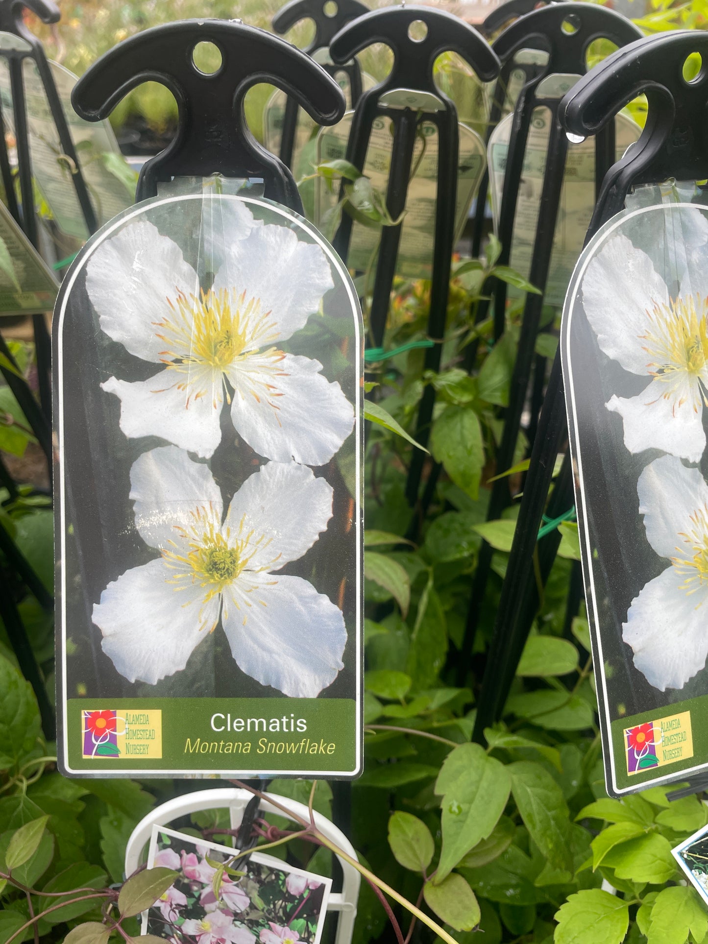 Clematis 'Snowflake' 140mm