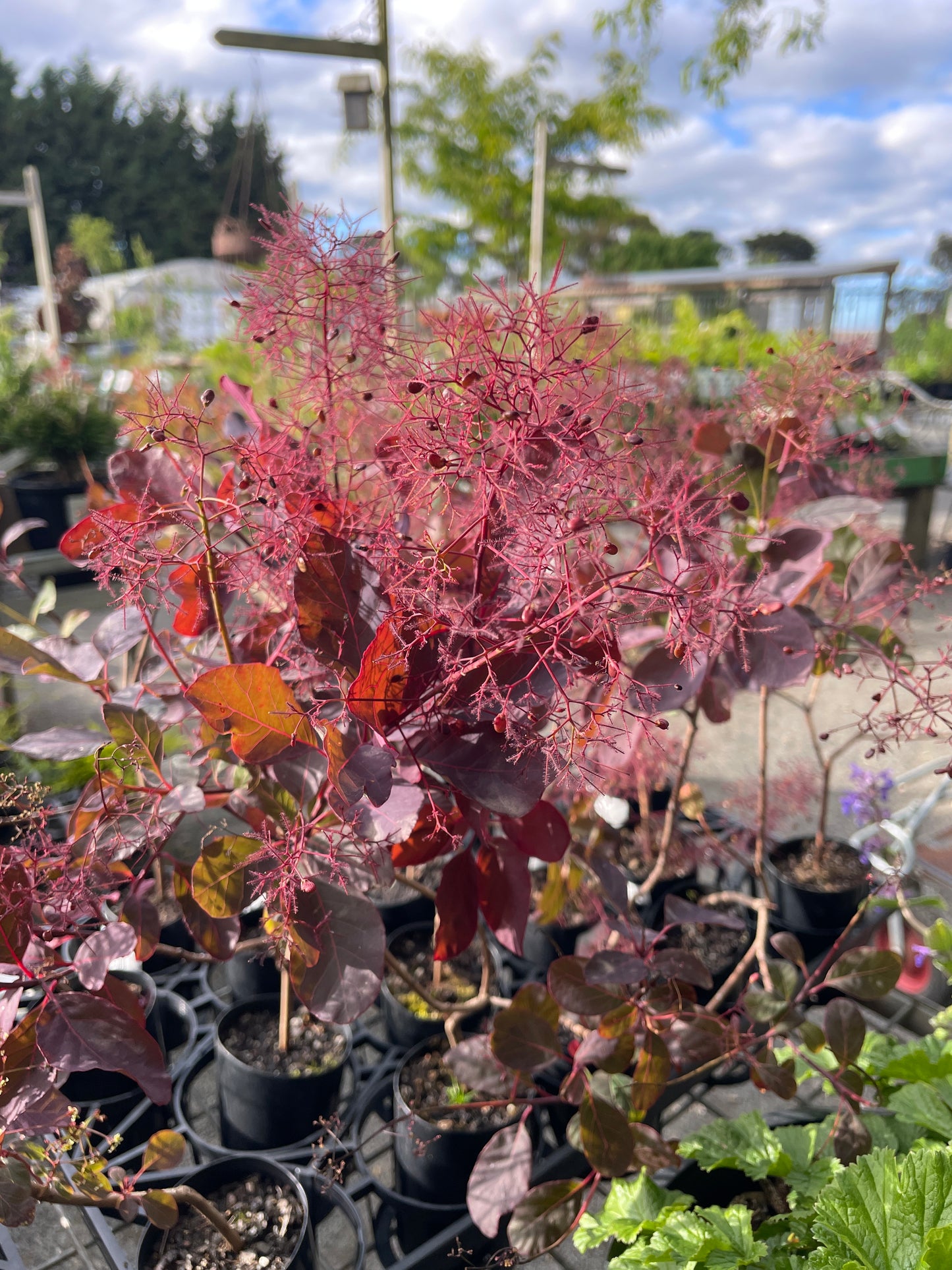 Cotinus coggygria 'Dusky Maiden'
