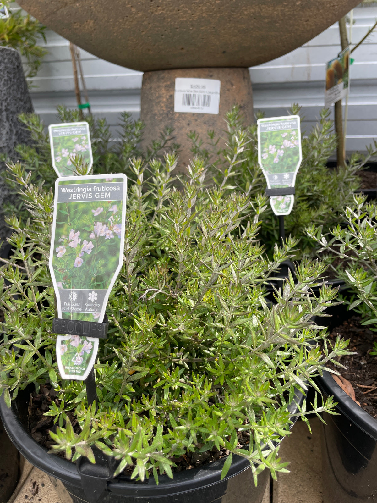 Westringia 'Jervis Gem'