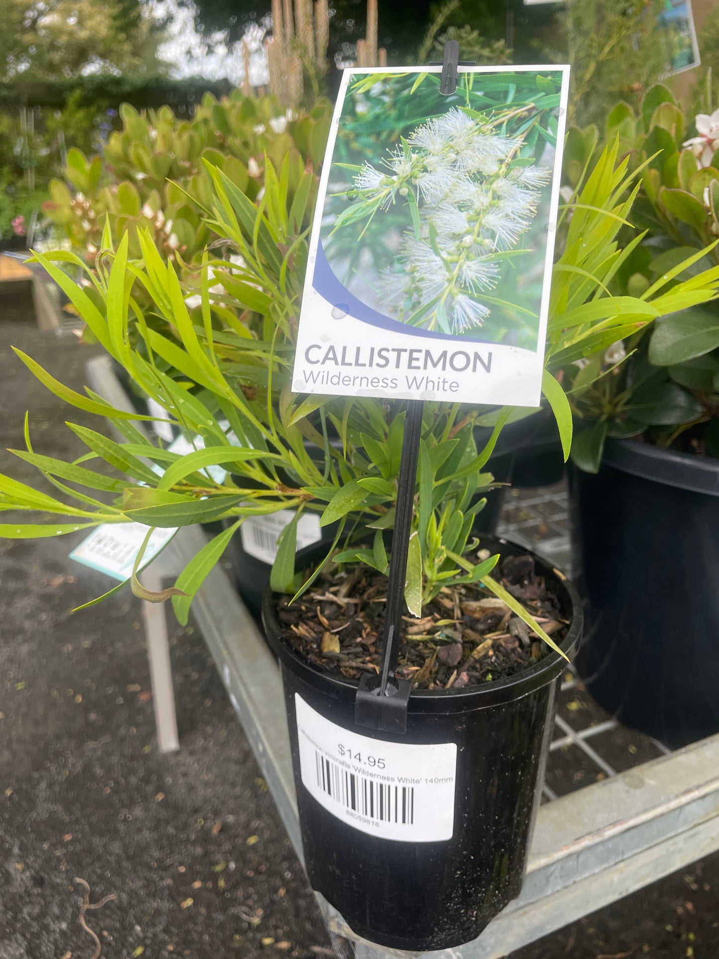 Callistemon viminalis 'Wilderness White' 140mm