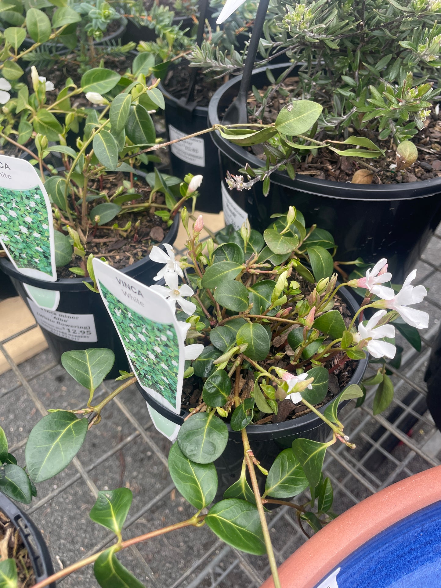 Vinca minor alba
