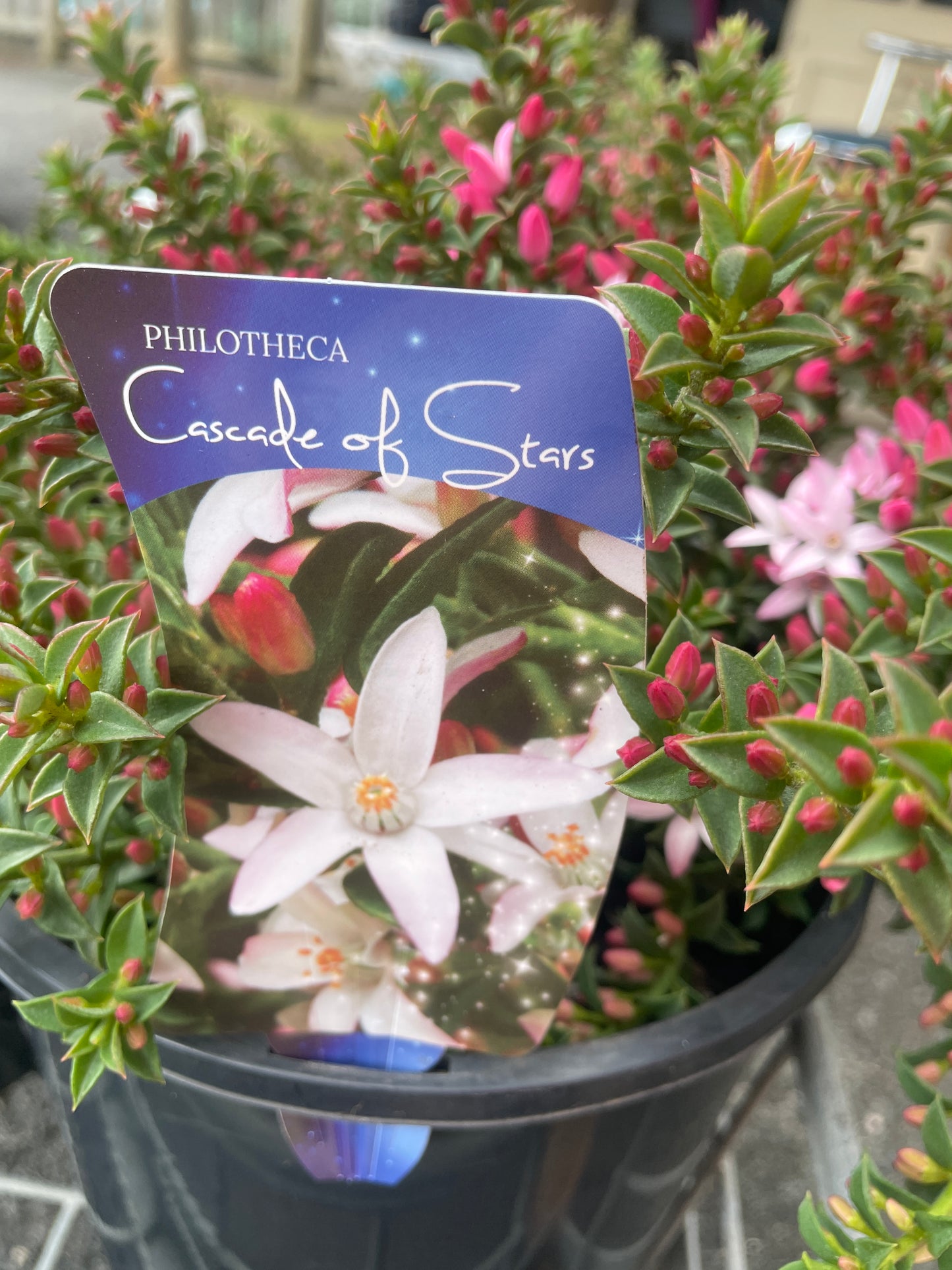 Philotheca Cascade of Stars