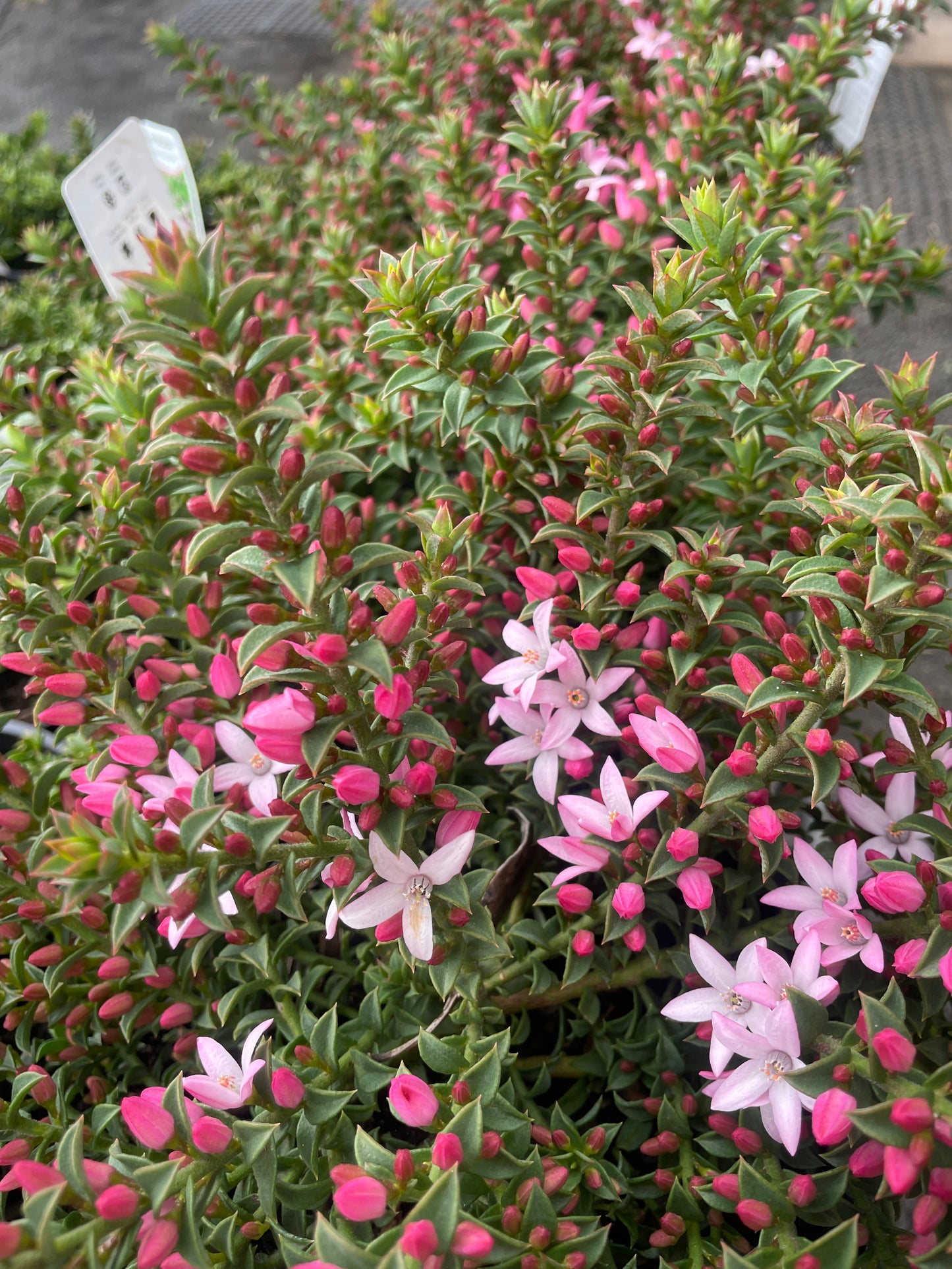 Philotheca Cascade of Stars