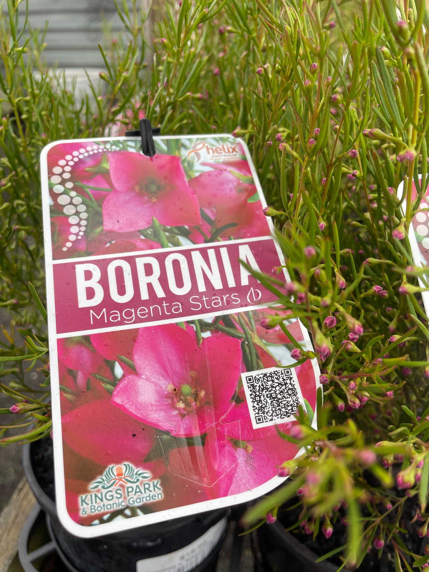 Boronia x 'Magenta Stars'