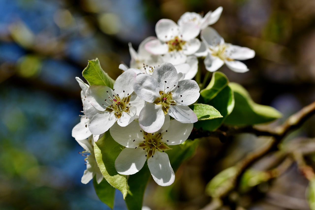 Pyrus cal 'Capital'