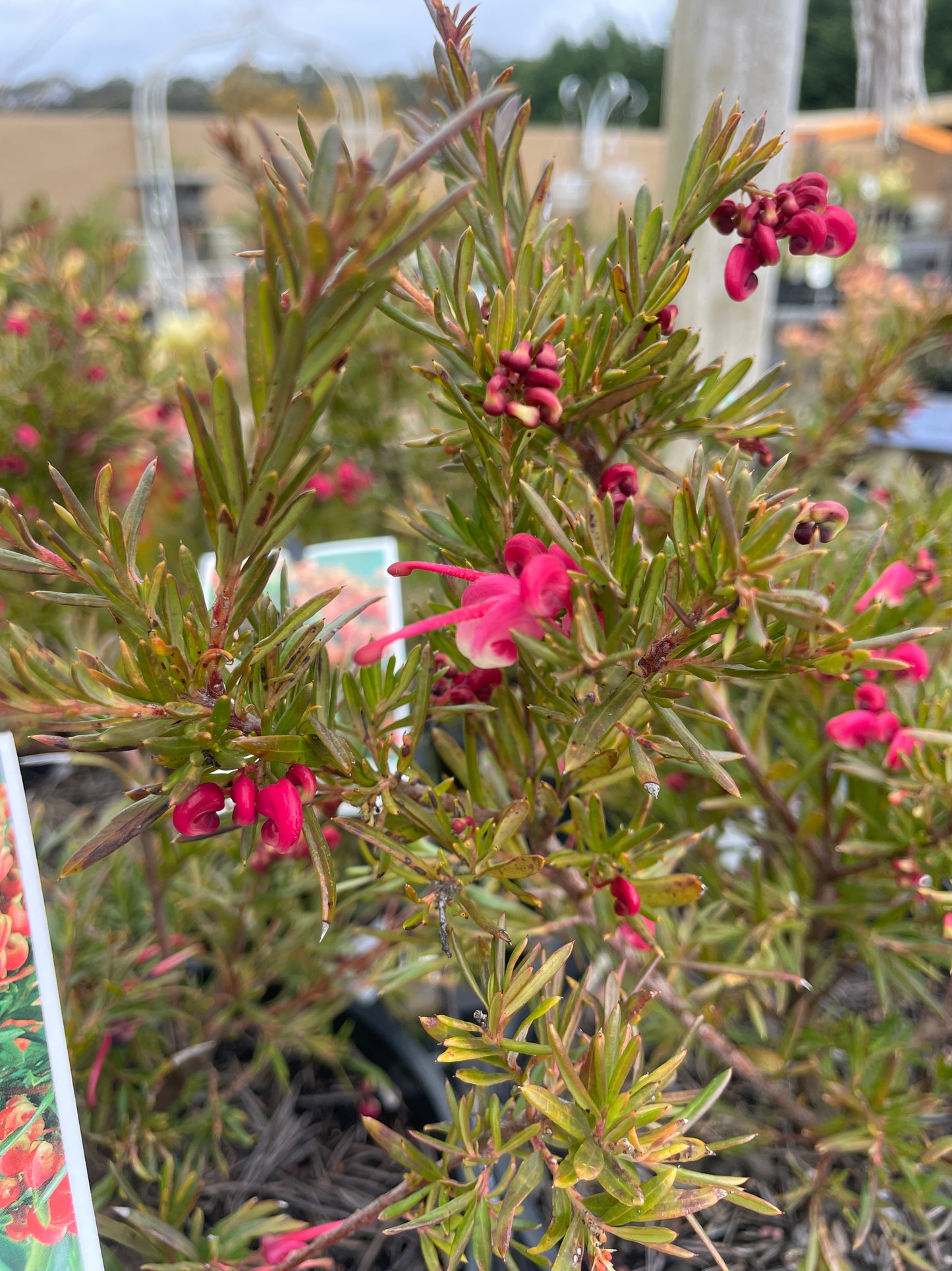 Grevillea 'John Evans'