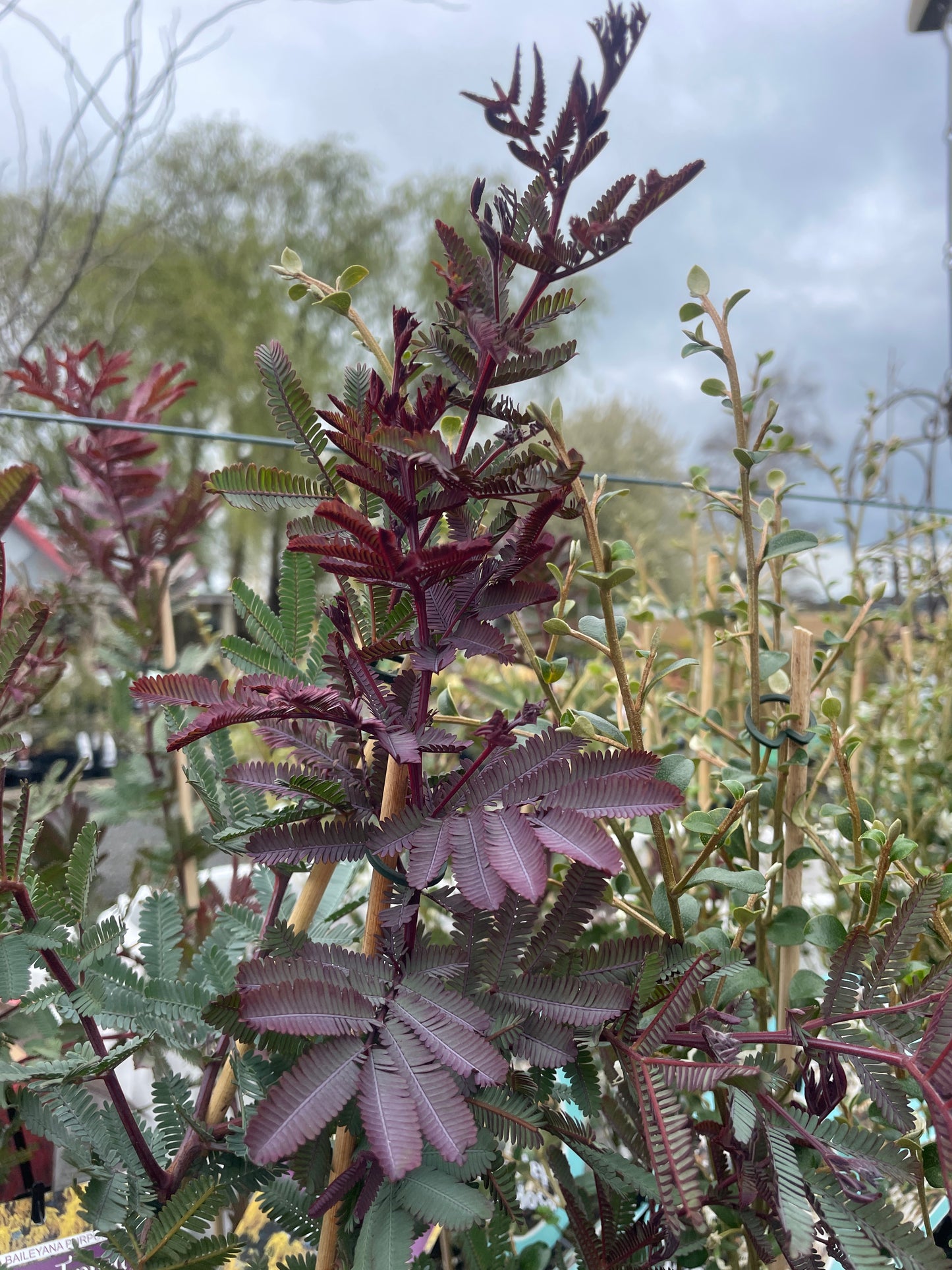 Acacia baileyana ‘Purpurea’