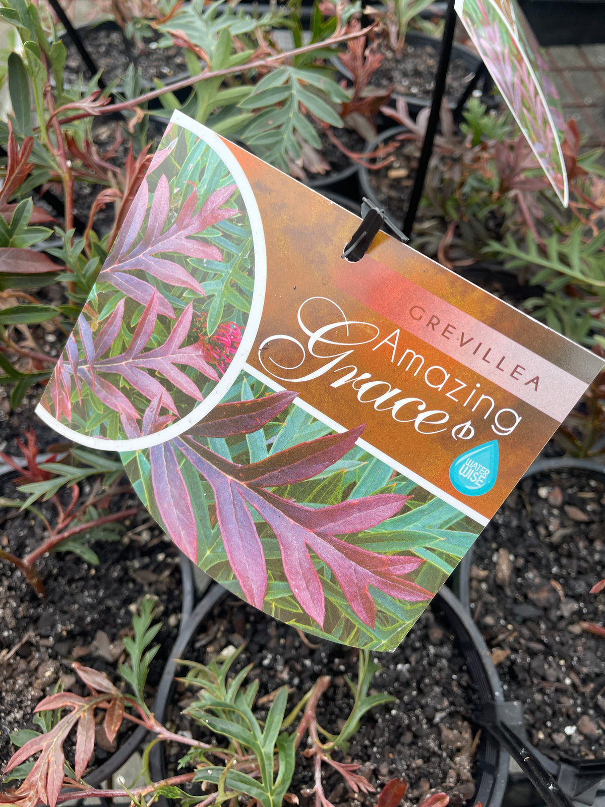 Grevillea laurifolia 'Amazing Grace'