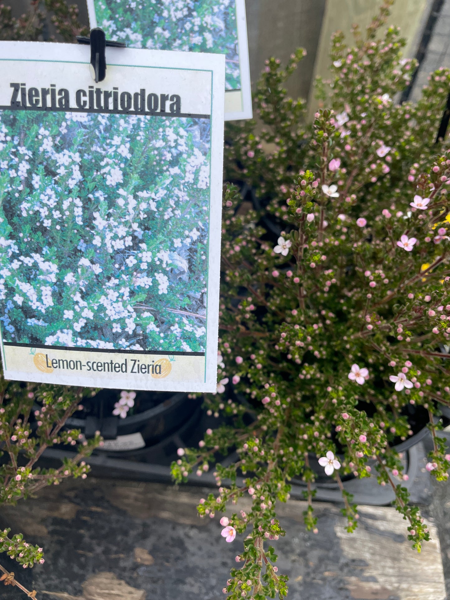 Zieria citriodora - Lemon-scented Zieria