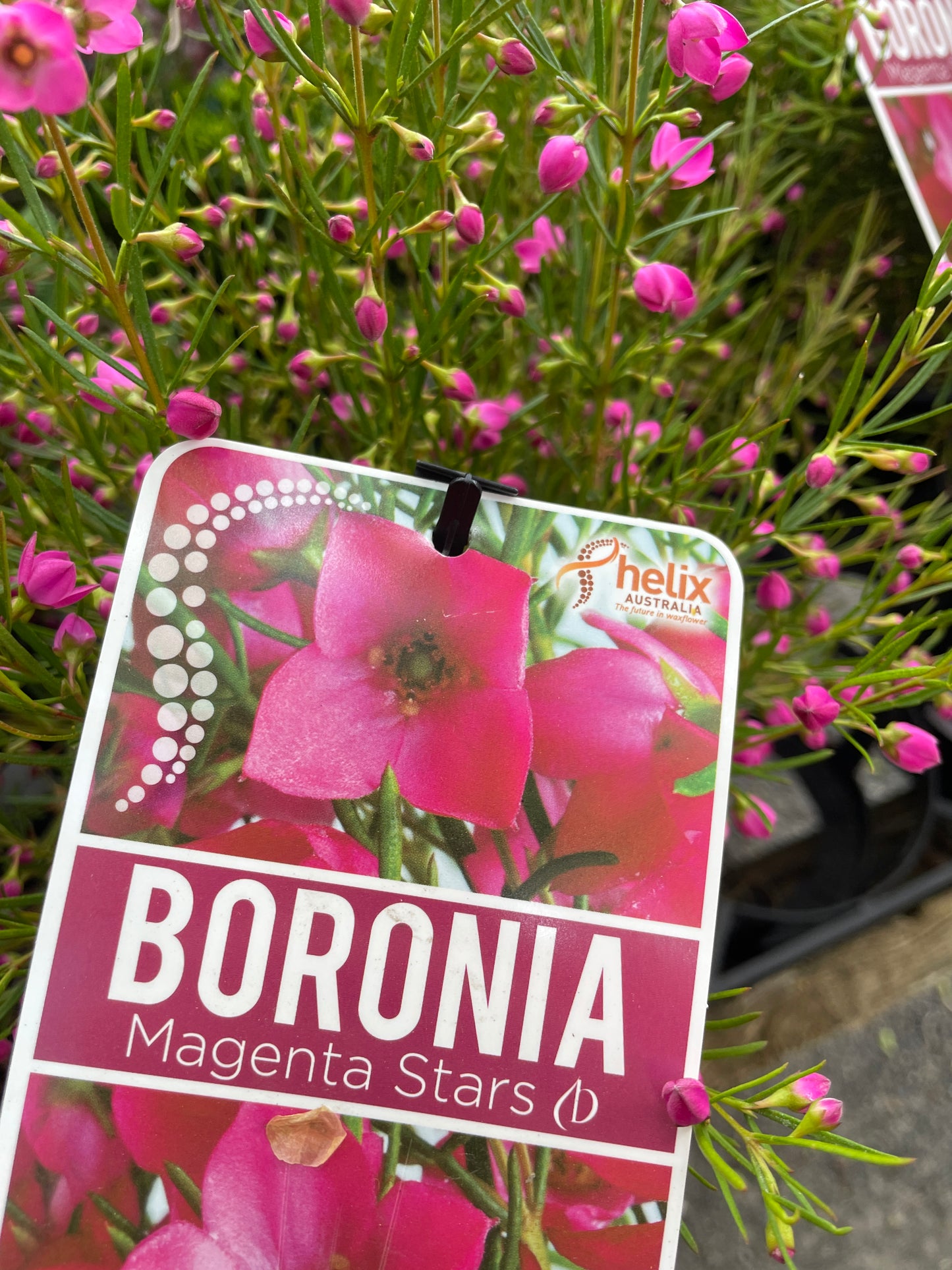 Boronia x 'Magenta Stars'