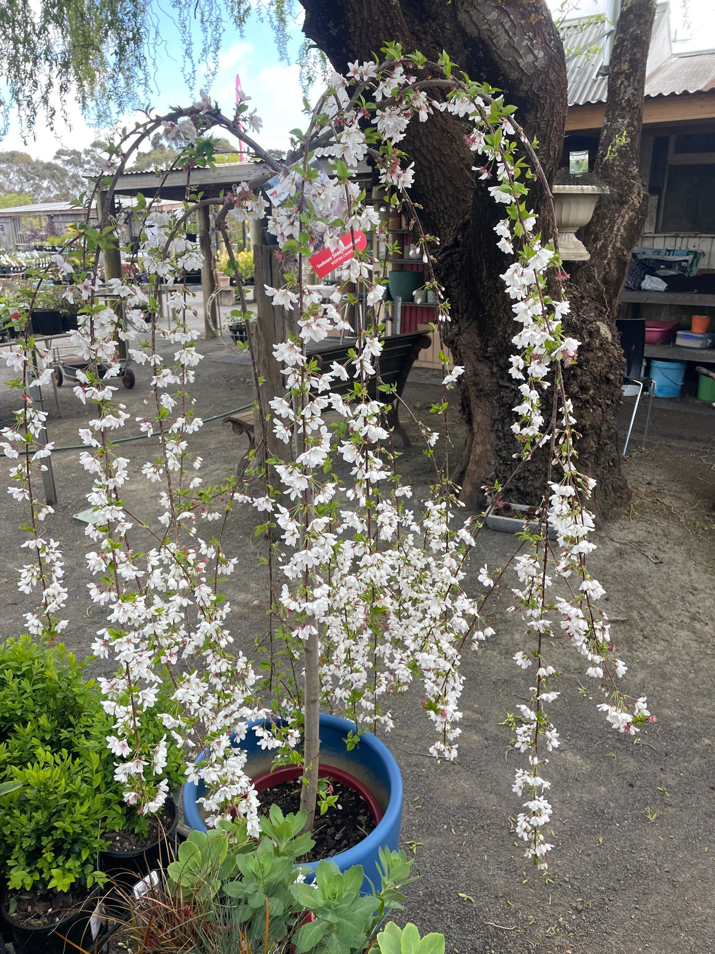 Prunus Snow Fountains