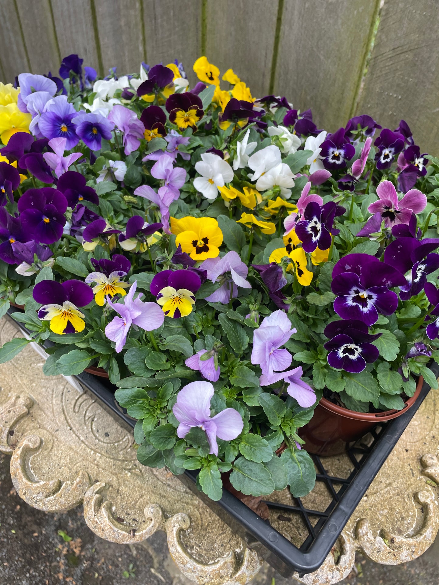 100mm Potted Annual Flowers Bloomers