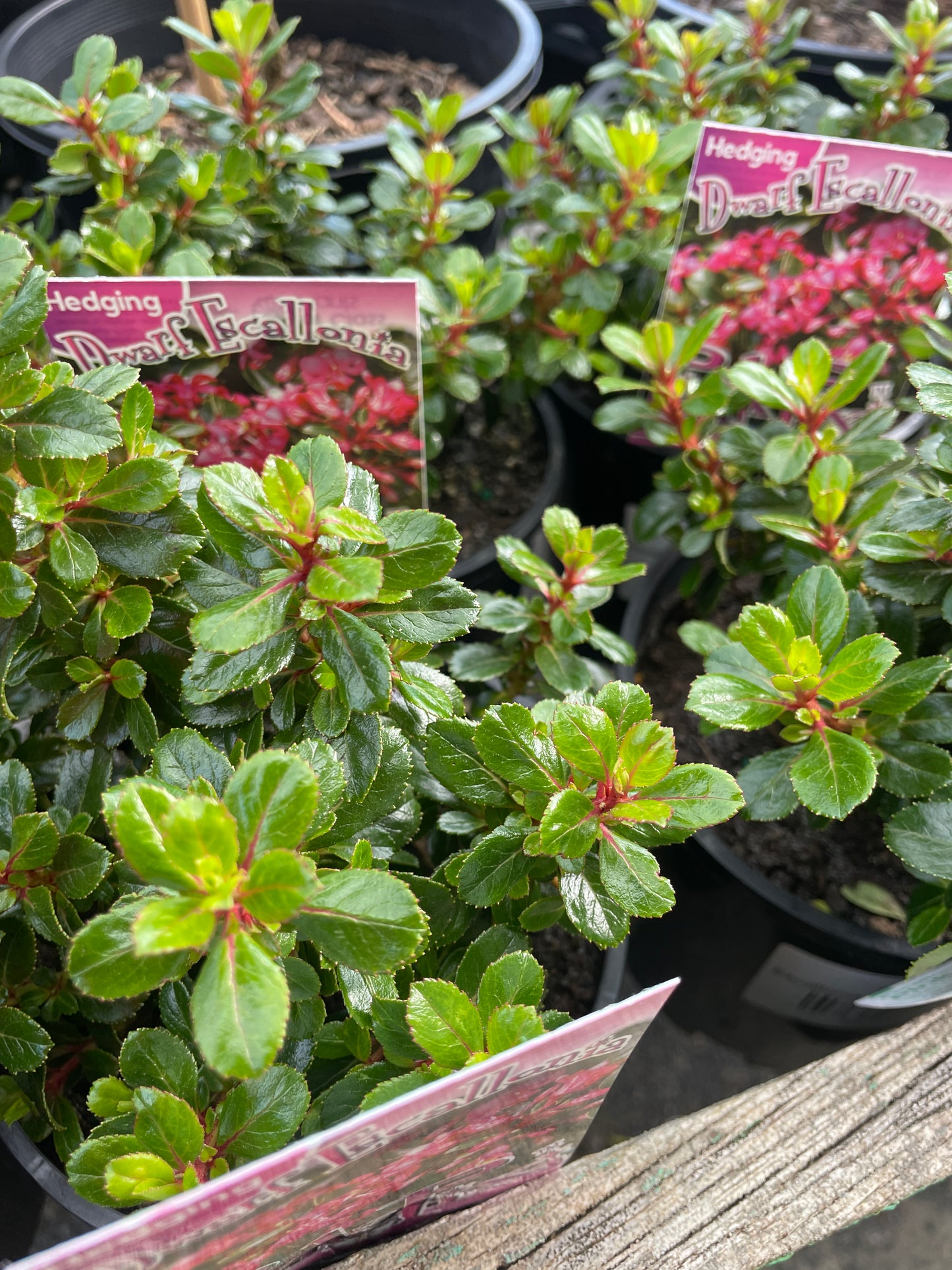 Escallonia 'Pink Pixie'