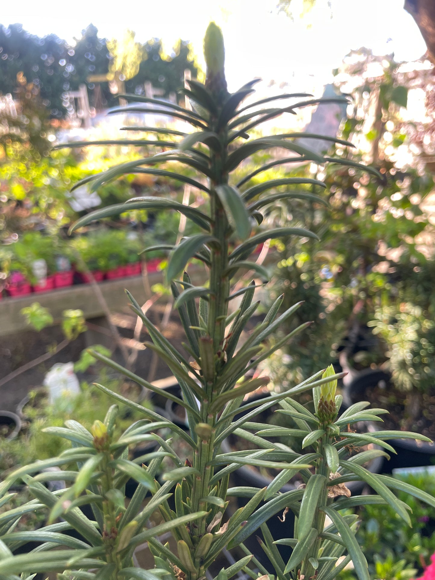 Cephalotaxus harringtonia - Japanese Plum Yew