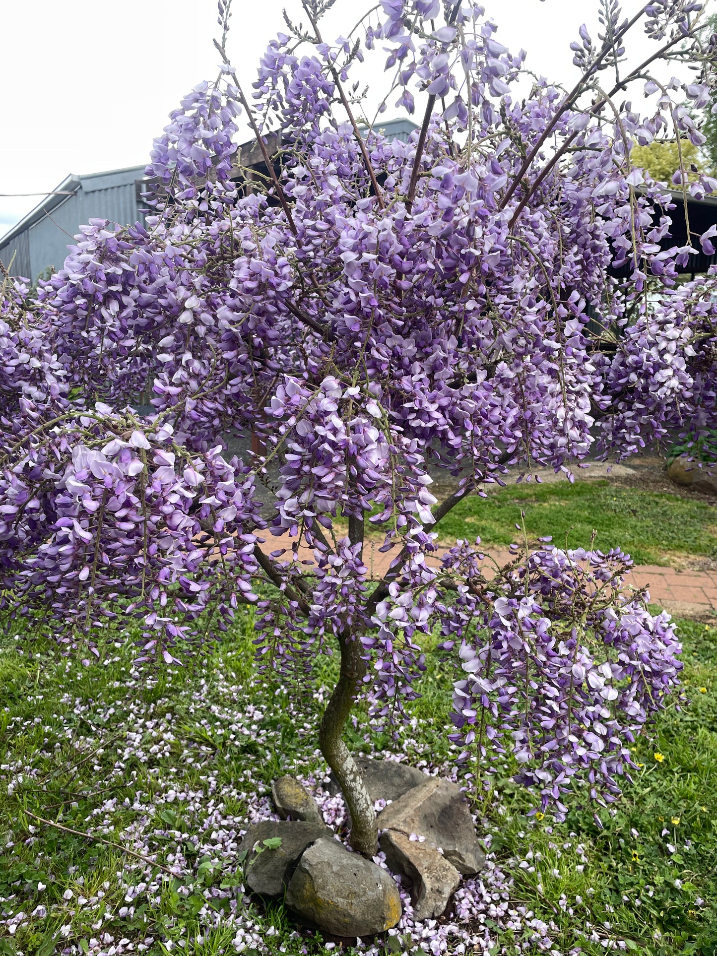 Wisteria frutescens 'Amethyst Falls'