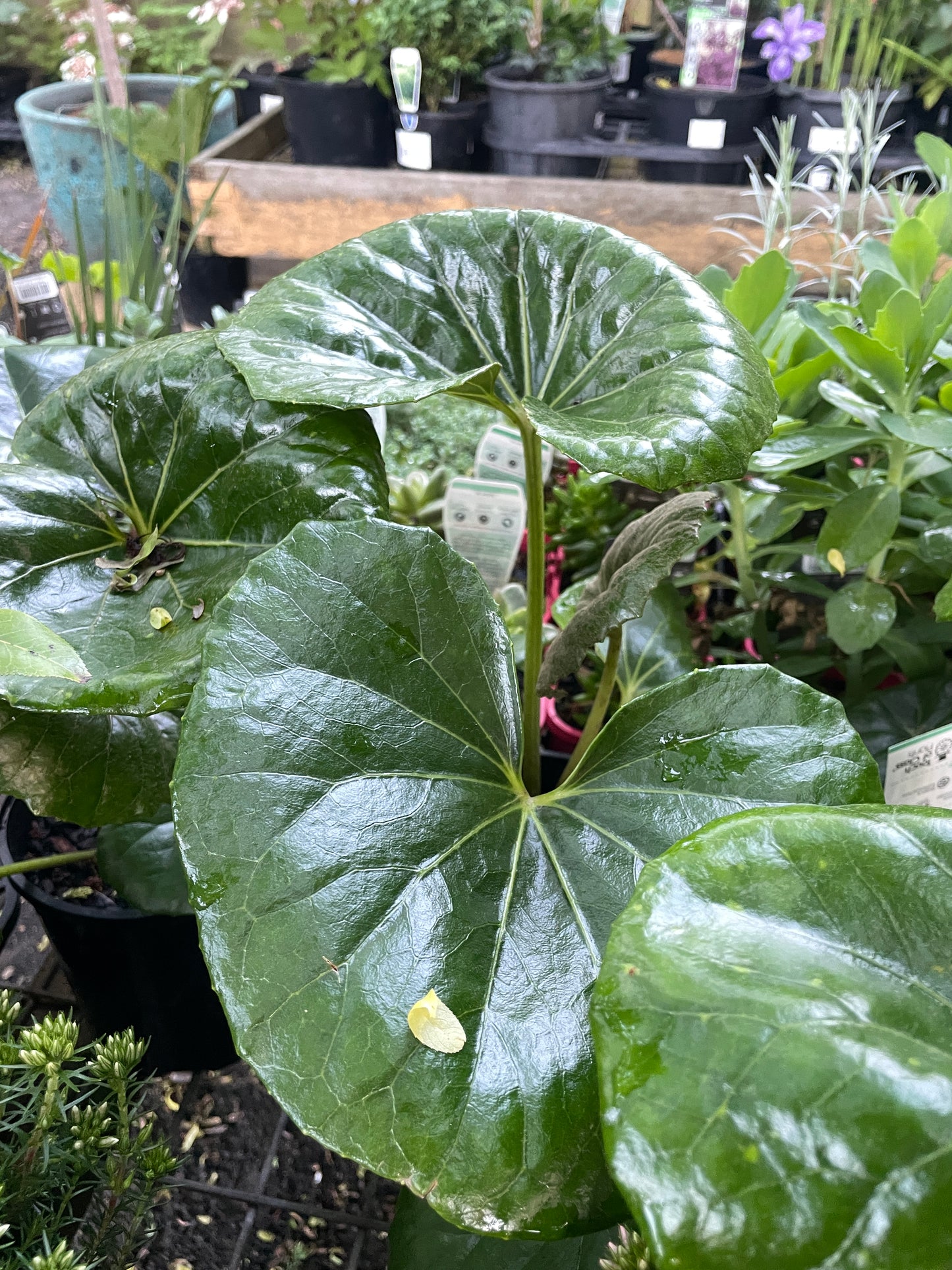 Ligularia 'Designer Verde' (Tractor Seat Plant)