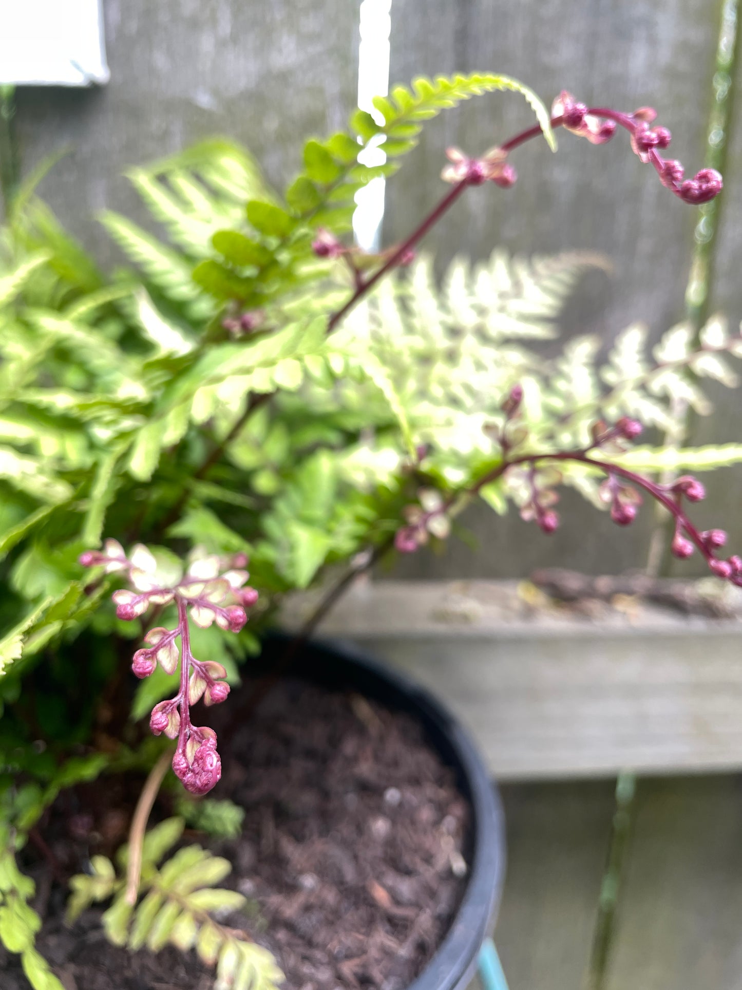 Athyrium otophorum