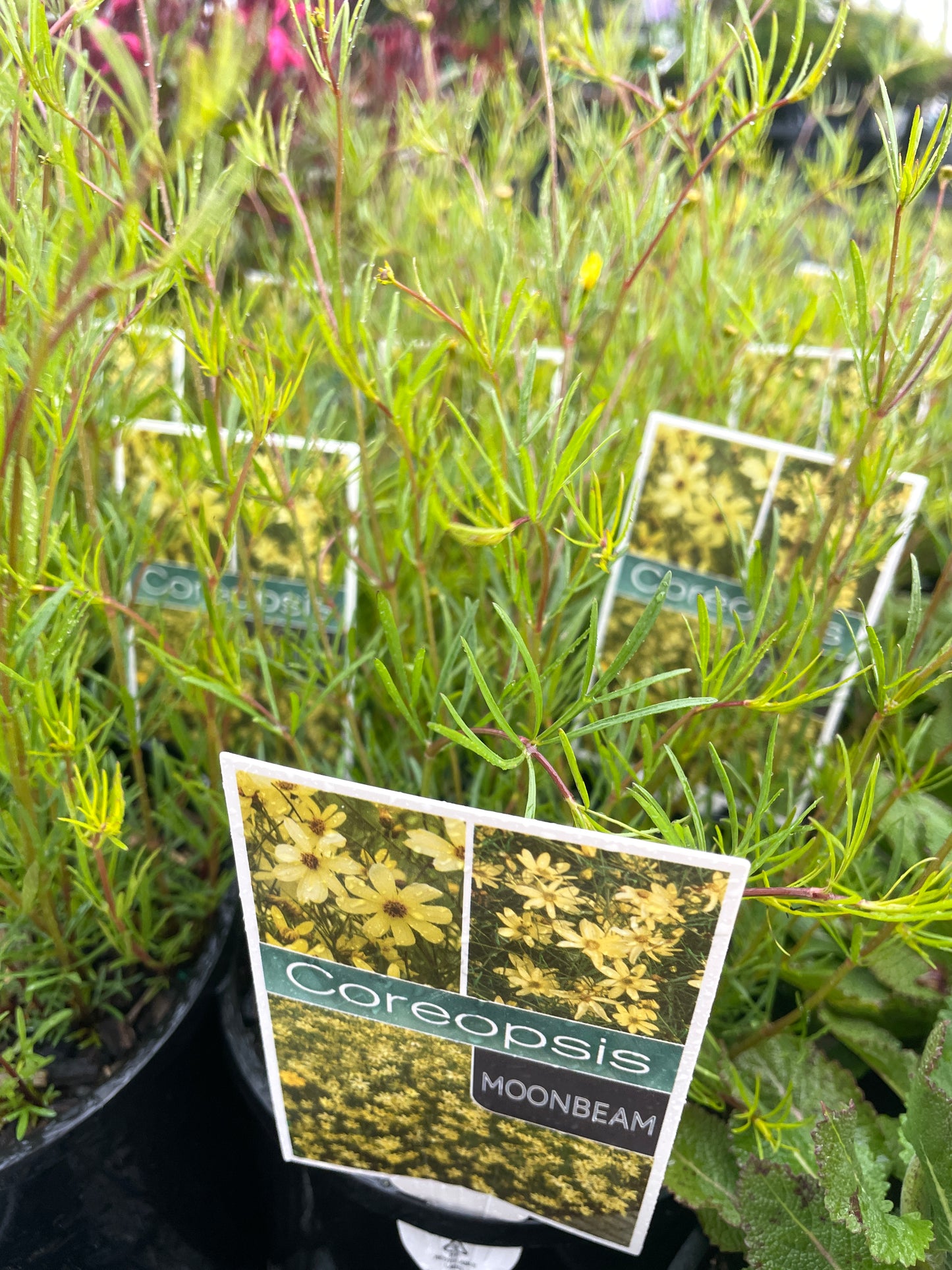 Coreopsis verticillata 'Moonbeam'