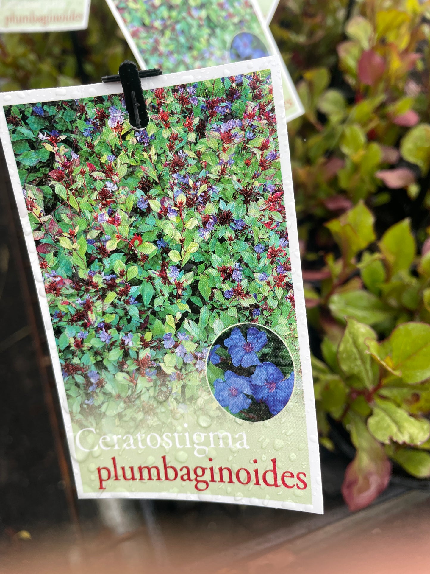 Ceratostigma plumbaginoides