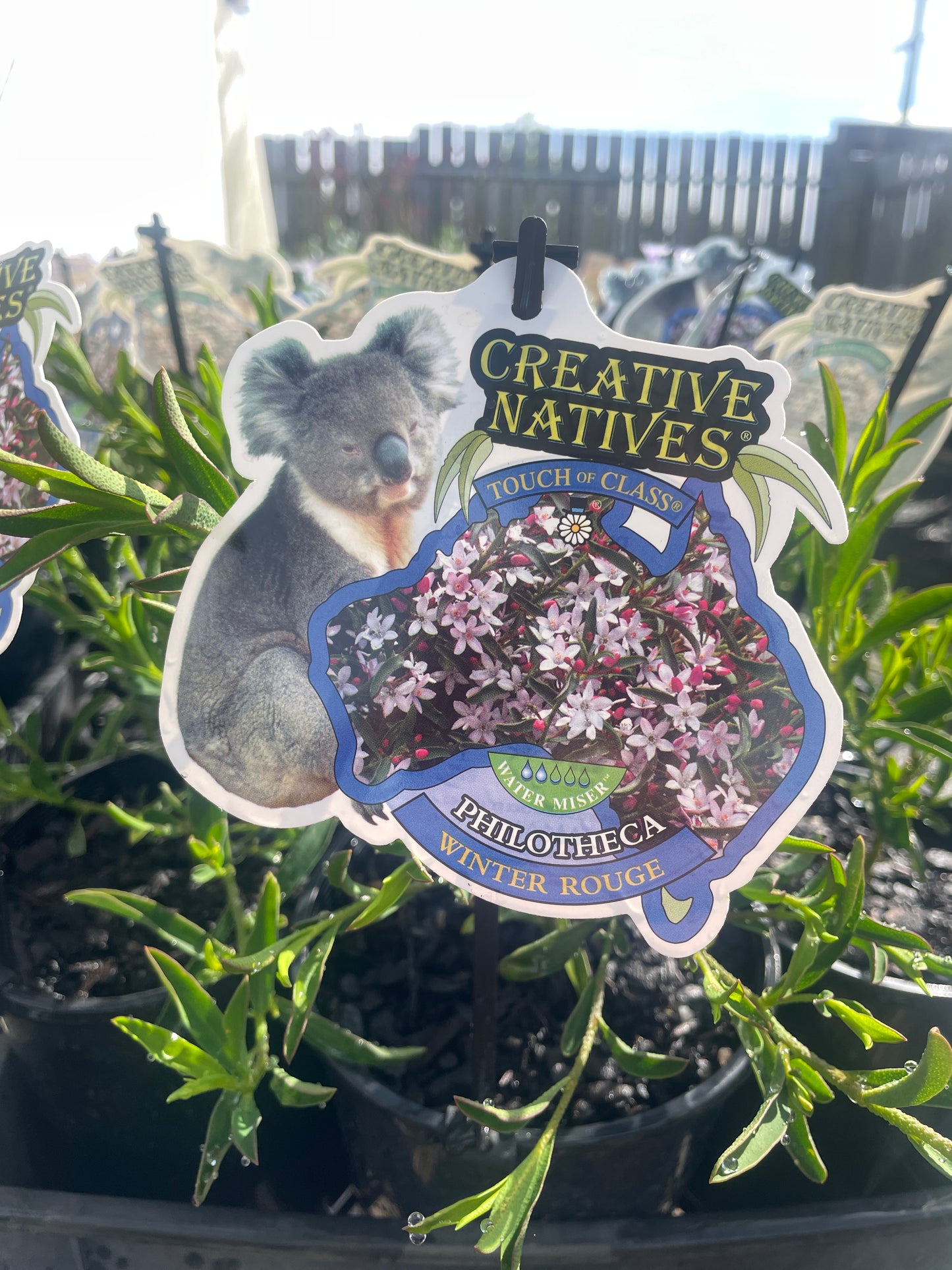 Philotheca myoporoides 'Winter Rouge'