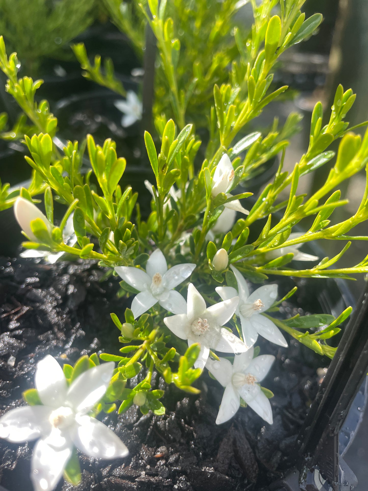 Crowea exalata 'White Star'
