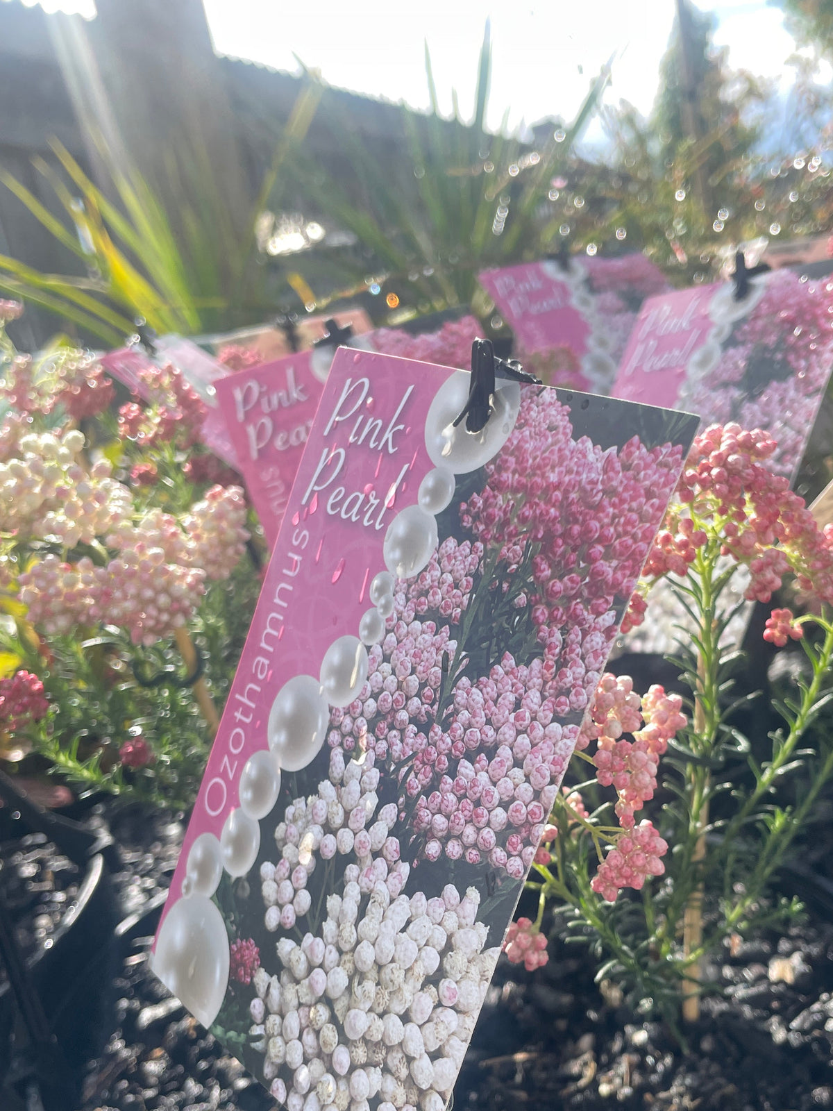 Ozothamnus diosmifolius - Pink Pearl