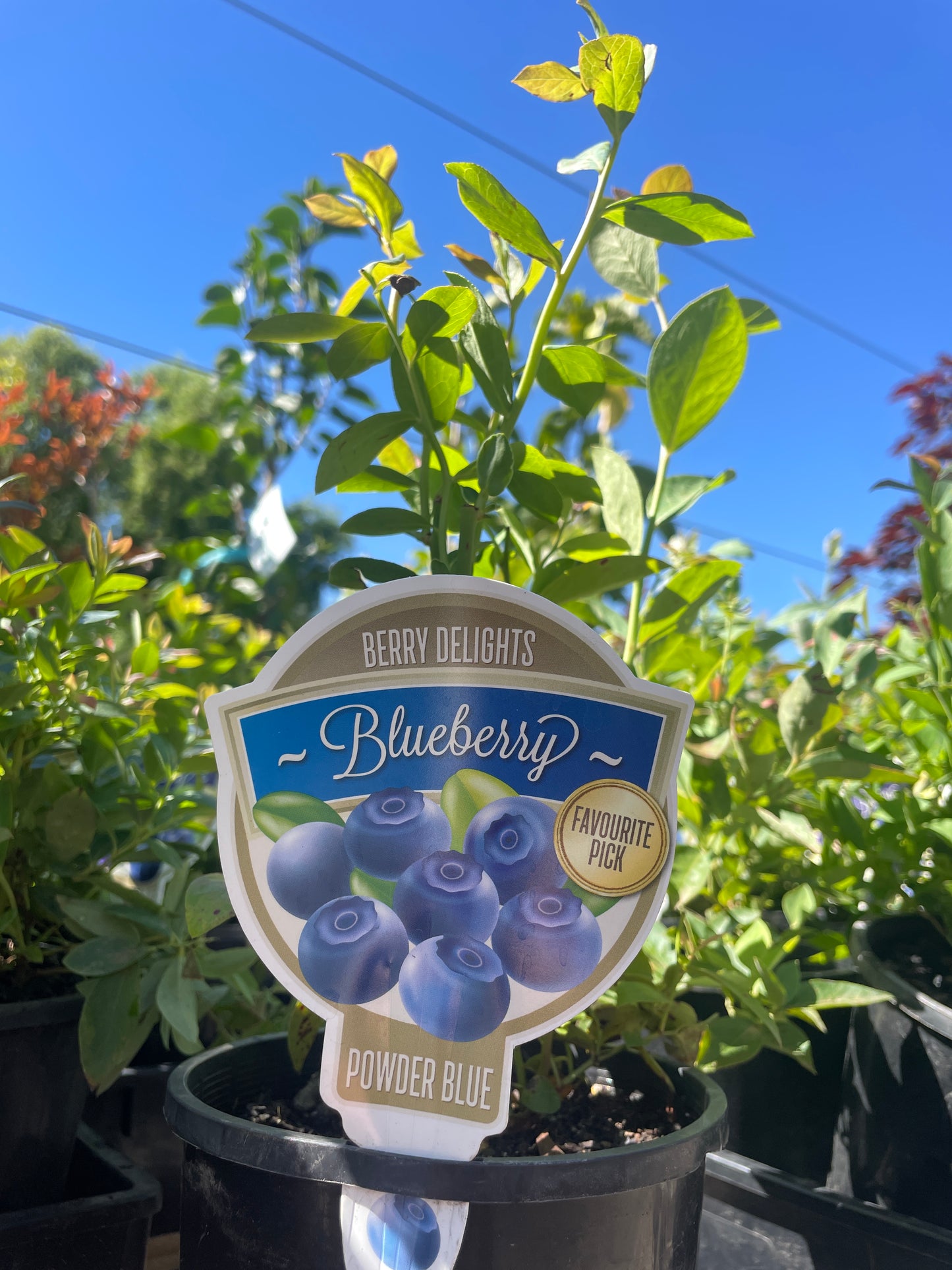Vaccinium 'Powder Blue' - Blueberry